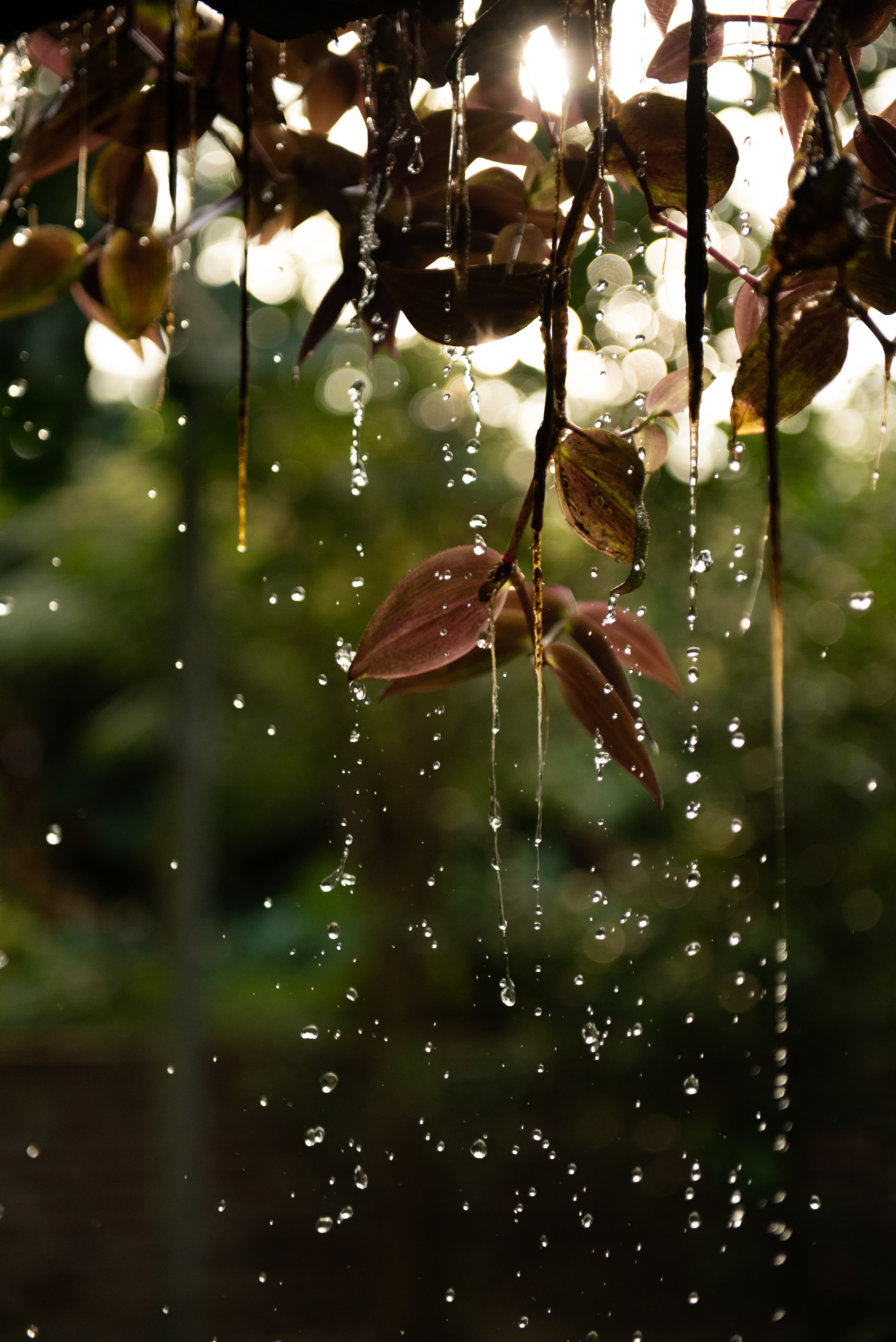 branch, water, drops, leaves, macro HD wallpaper