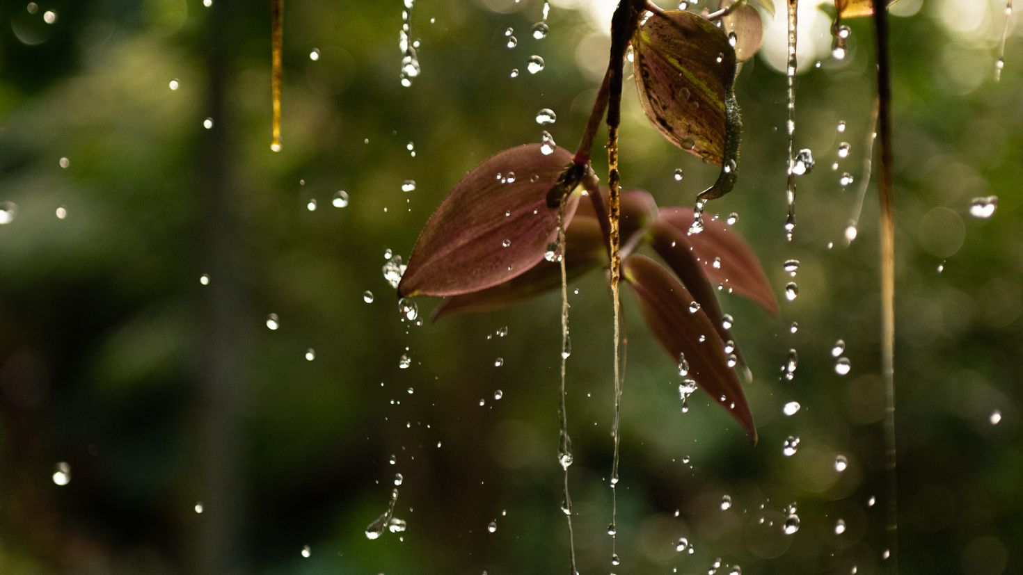 Капли дождя на листьях