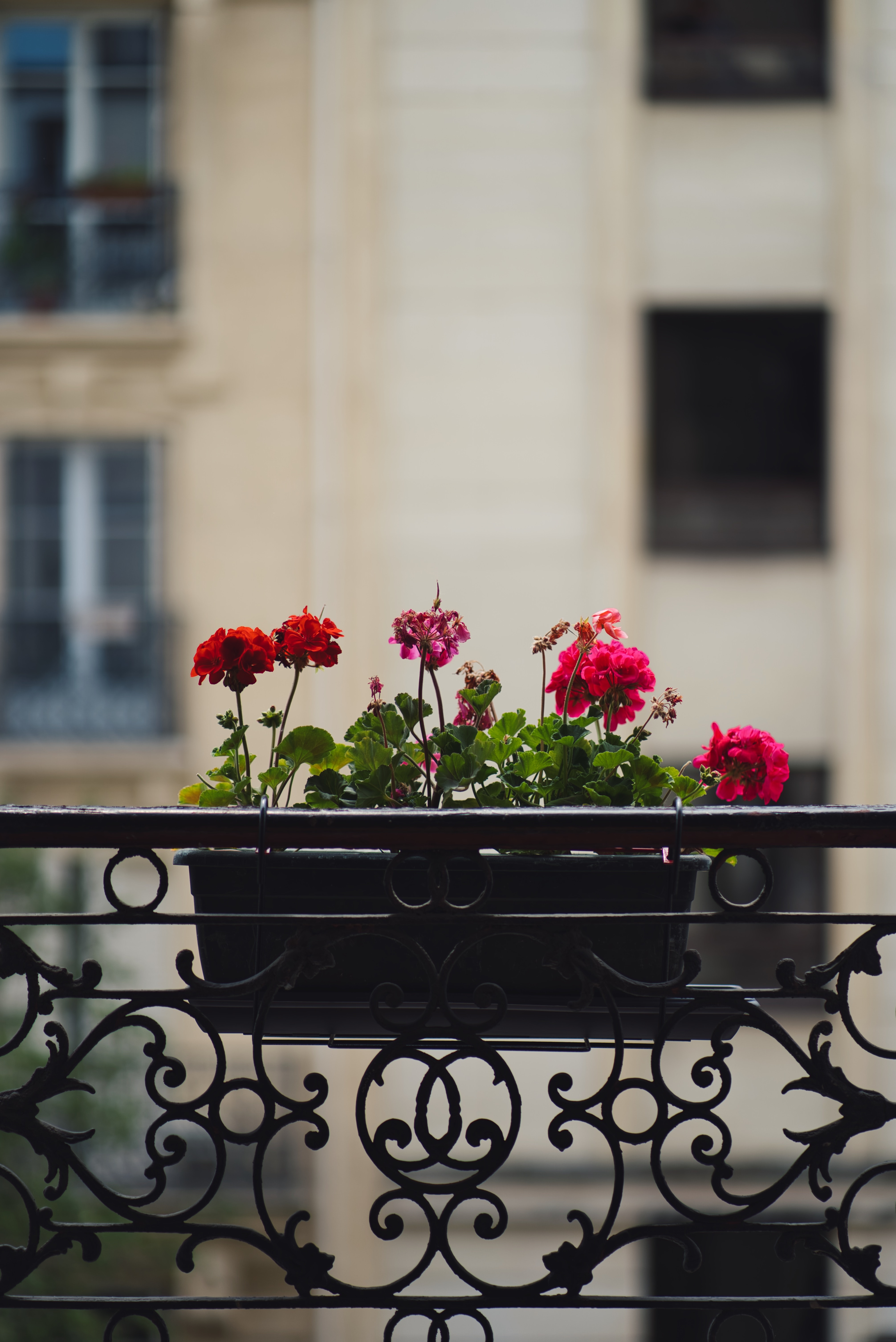 balcony, geranium, flowers, plant, pot wallpaper for mobile