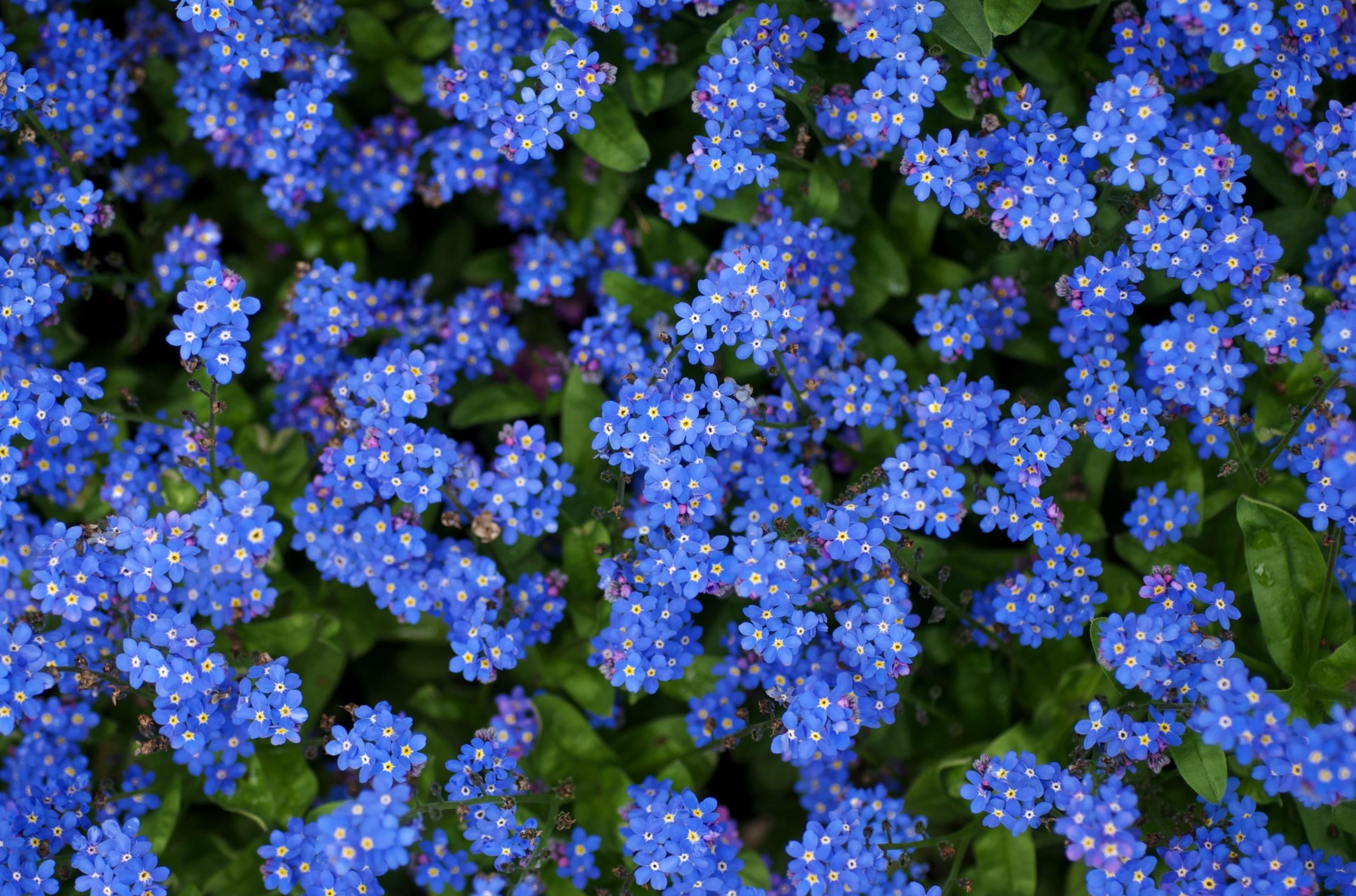 91724 baixar papel de parede miosótis, flores, azul, brilhante, pequeno, esqueça me nots - protetores de tela e imagens gratuitamente
