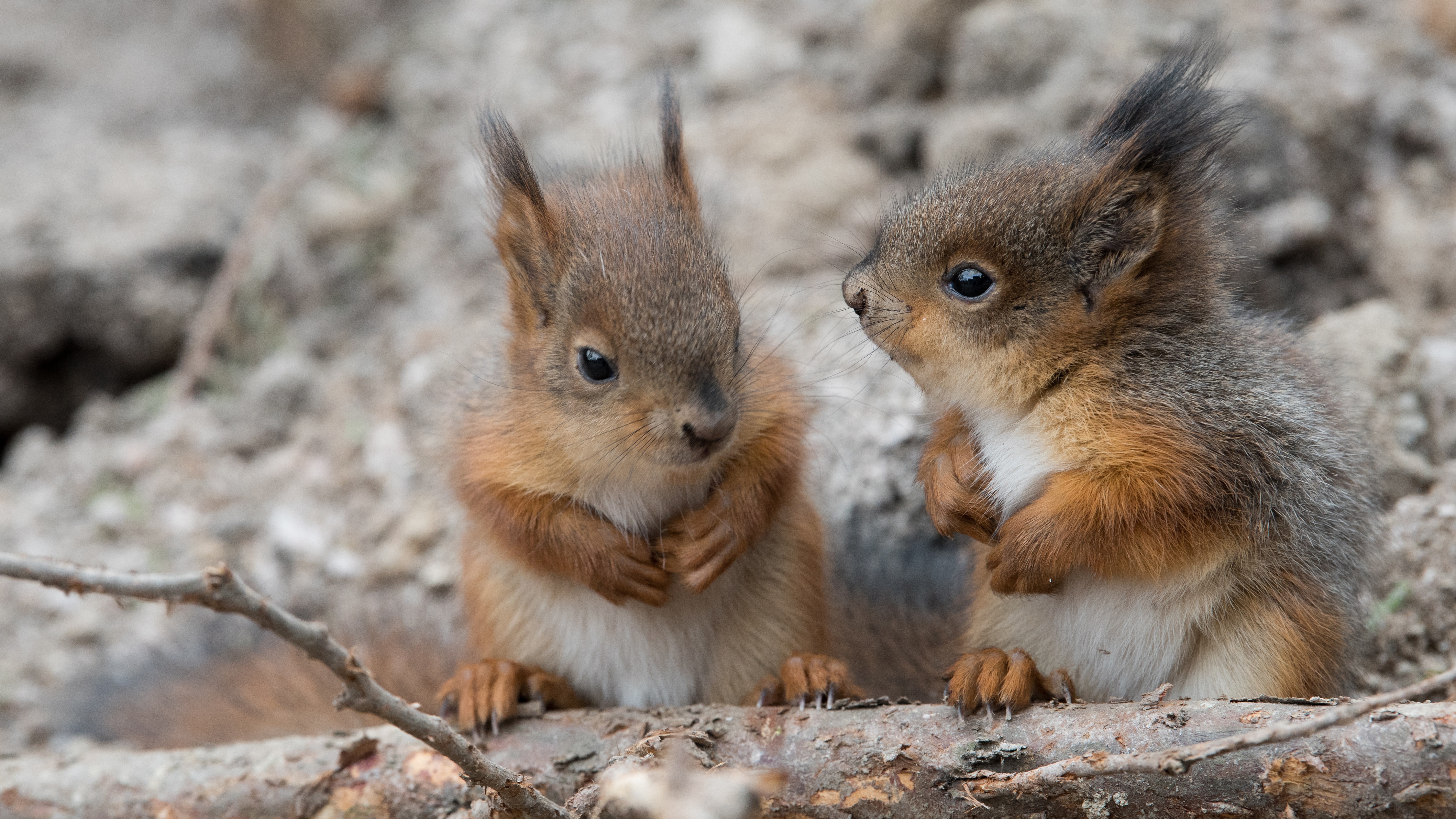 981598 Bild herunterladen eichhörnchen, tiere, nagetier - Hintergrundbilder und Bildschirmschoner kostenlos