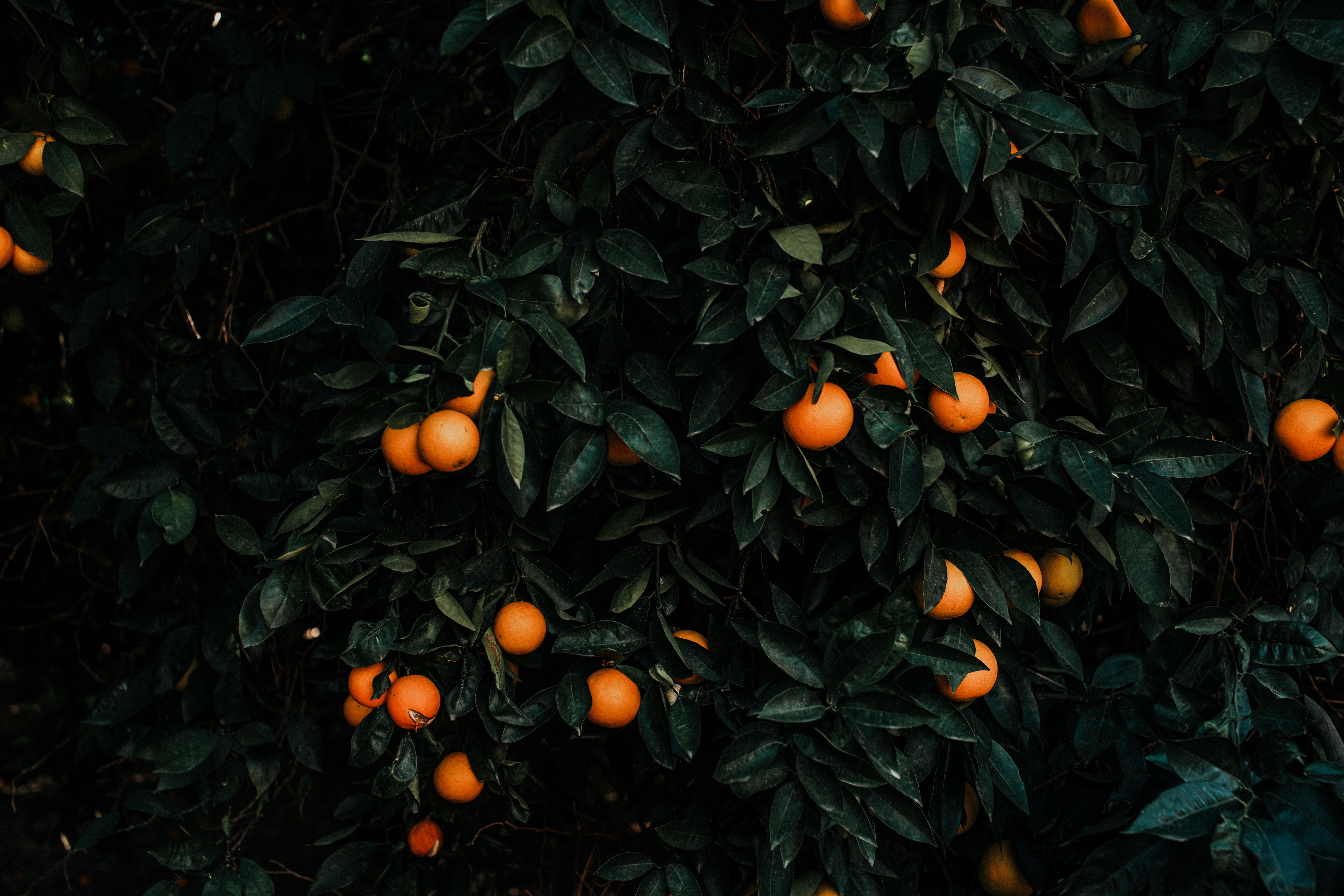 plant, miscellanea, miscellaneous, tangerines, bush, fruit, citrus download HD wallpaper