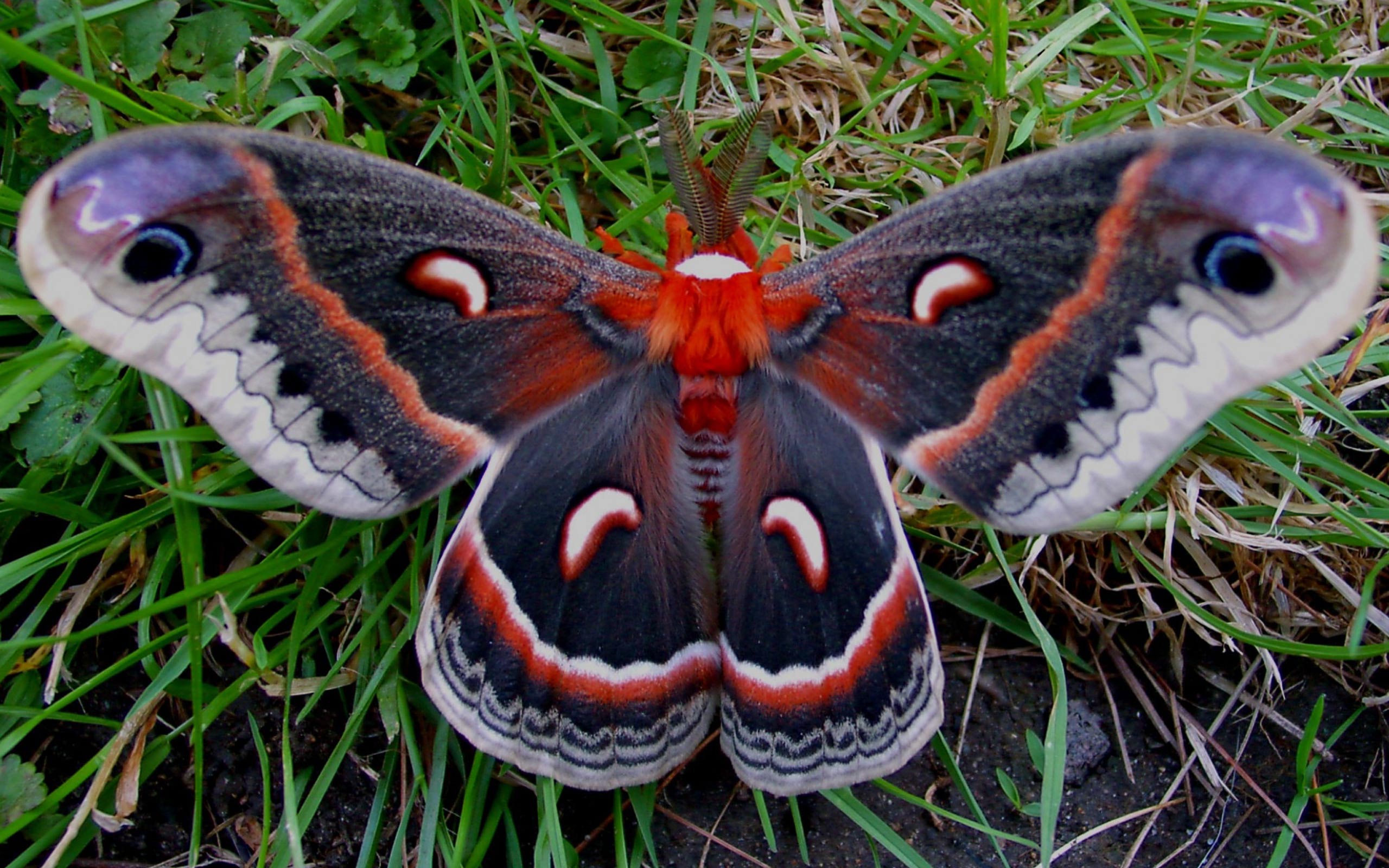 HD Moth Android Images
