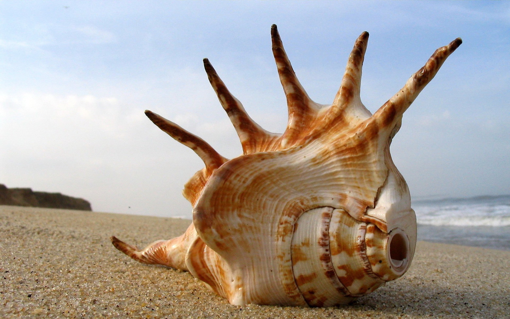 shells, landscape, sea, beach, orange