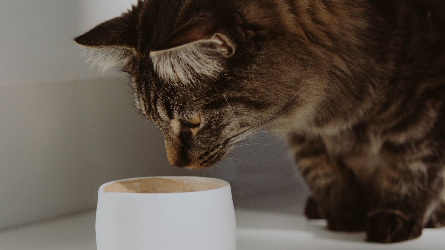 Чашка с кошкой. Чашка животное. Кошка в кружке. Обои для рабочего стола кошка с чашкой.