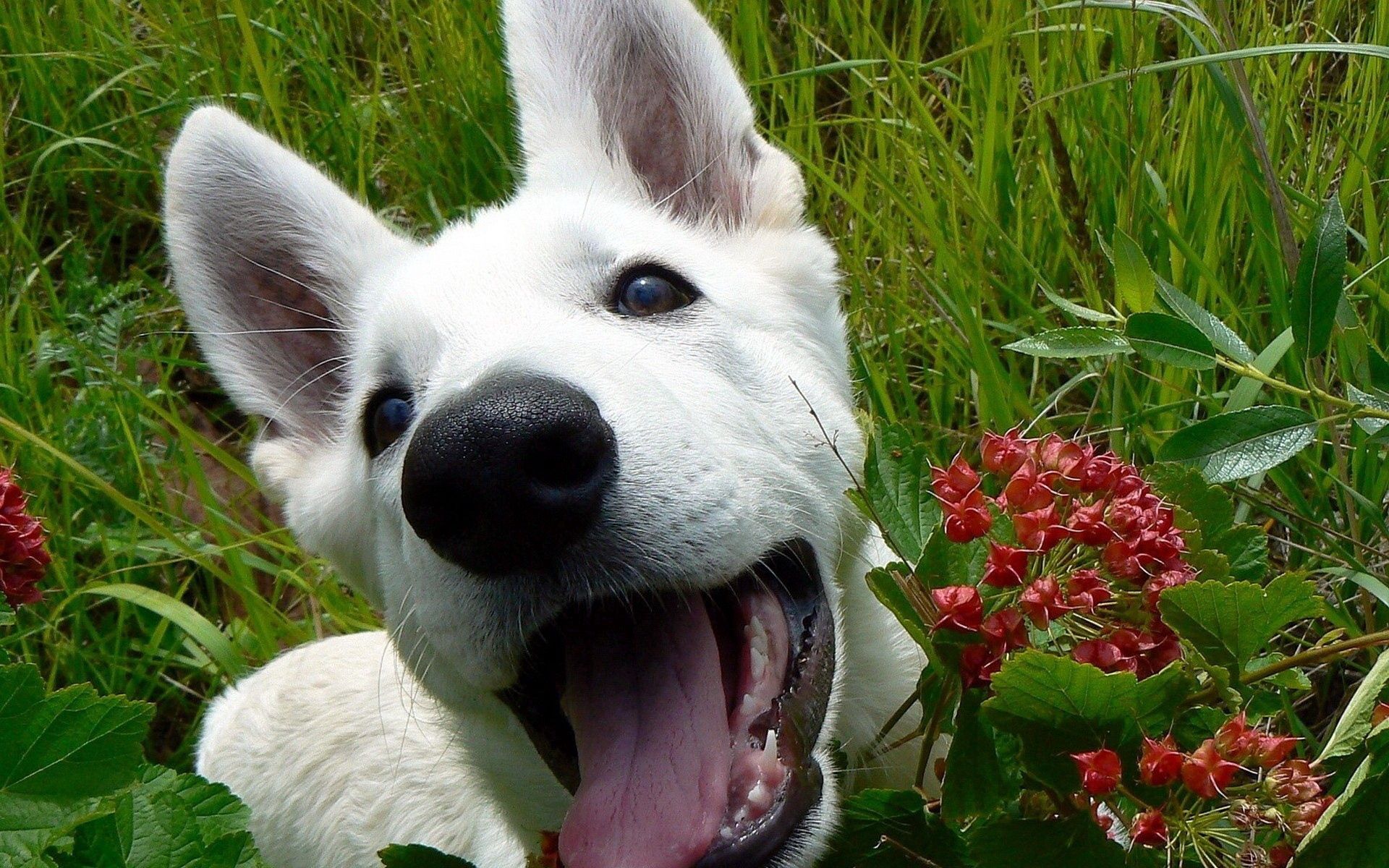 1920 x 1080 picture animals, flowers, grass, leaves, dog, muzzle