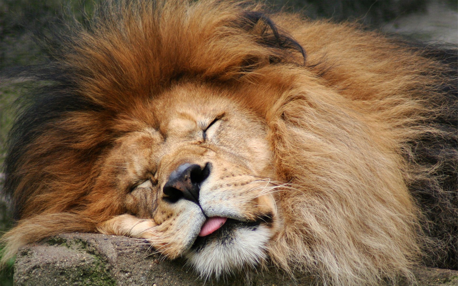 Download mobile wallpaper Wool, Opinion, Sight, Animals, Muzzle, Mane, Lion for free.