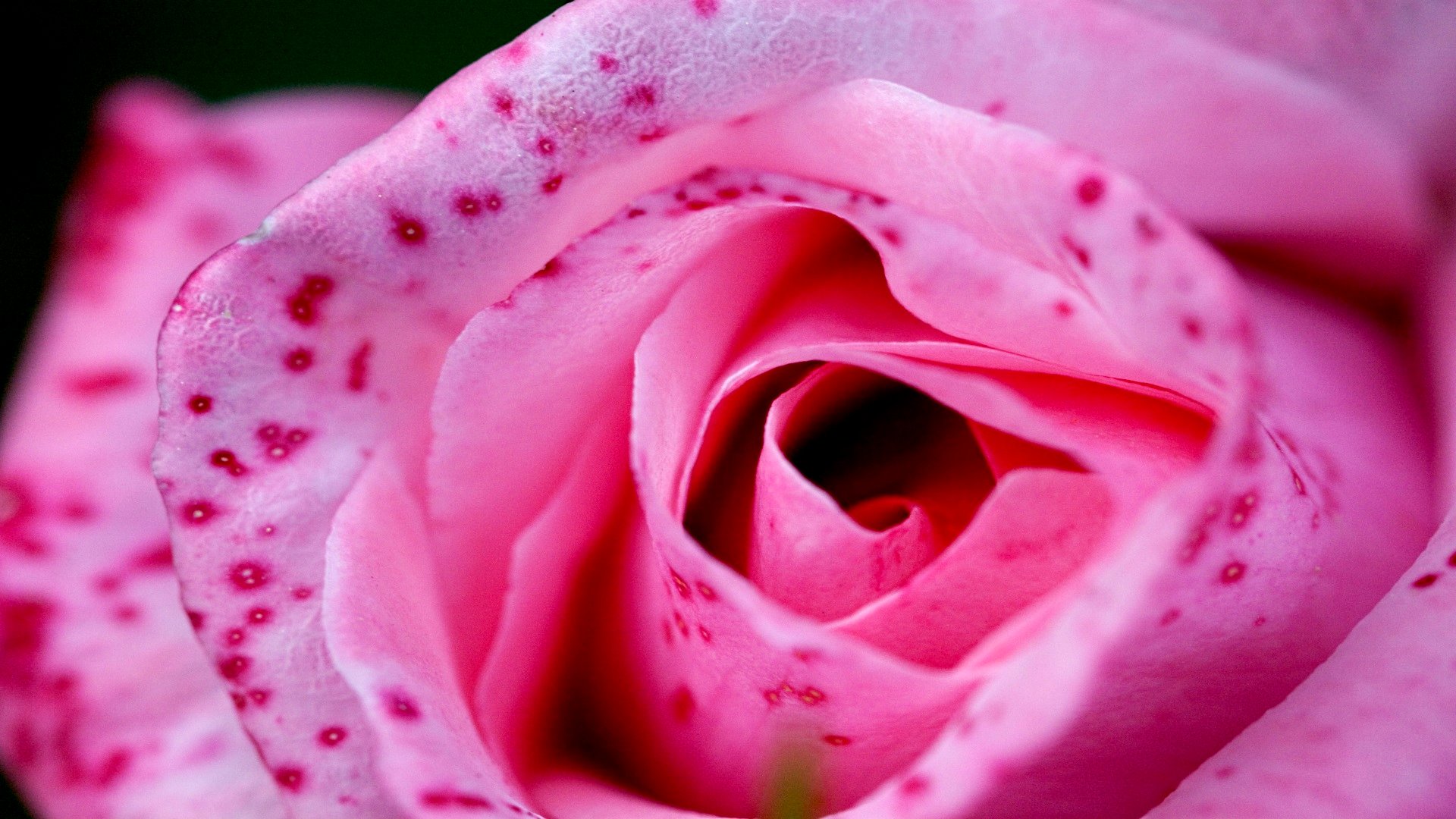 Заставка на телефон розы розовые