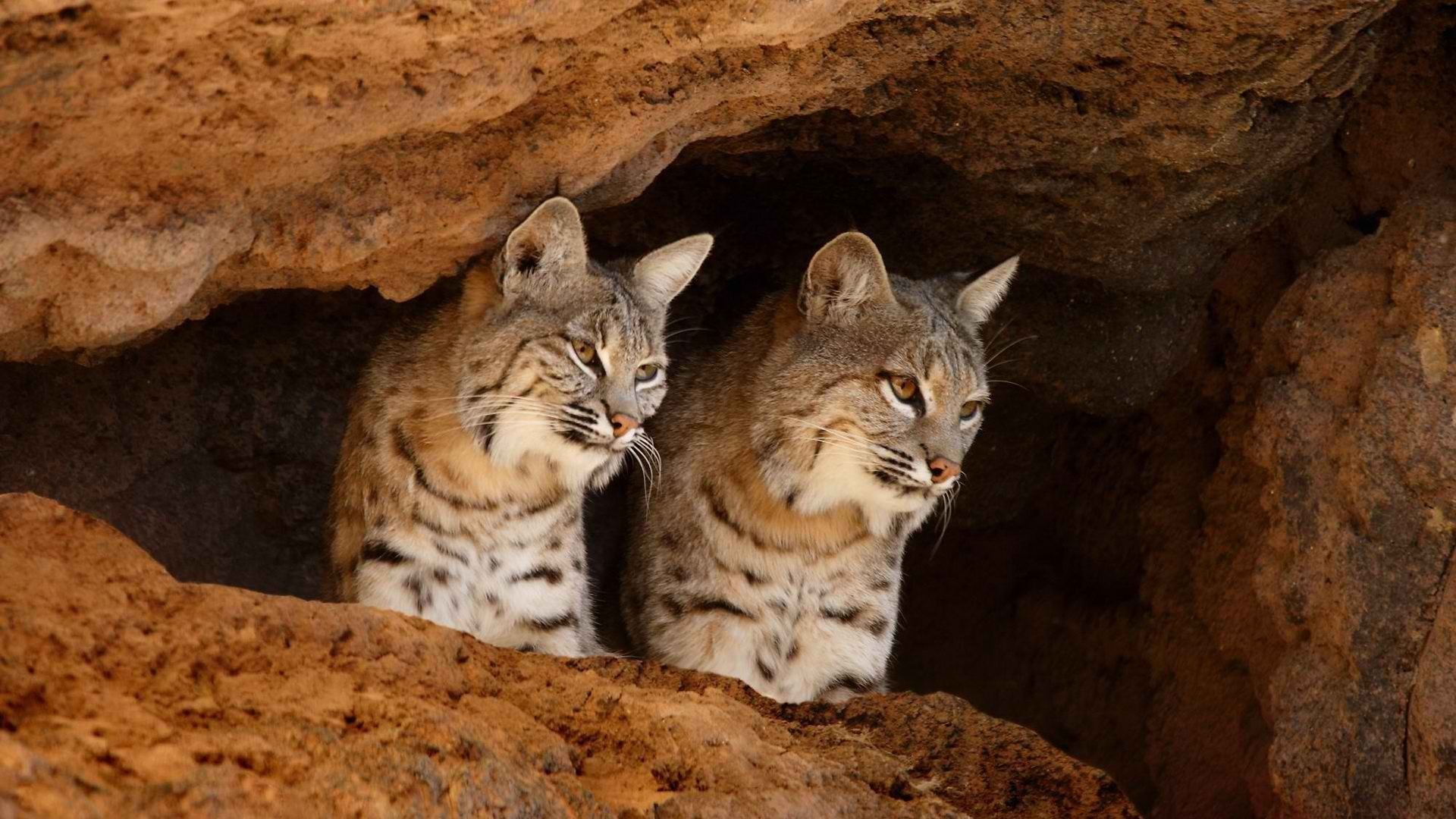 animal, bobcat, arizona, arizona sonora desert museum, cave, tucson, cats