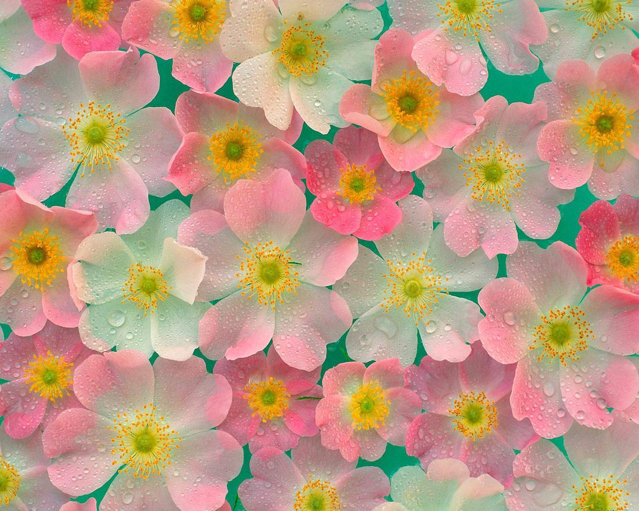 Flowers Vertical Background