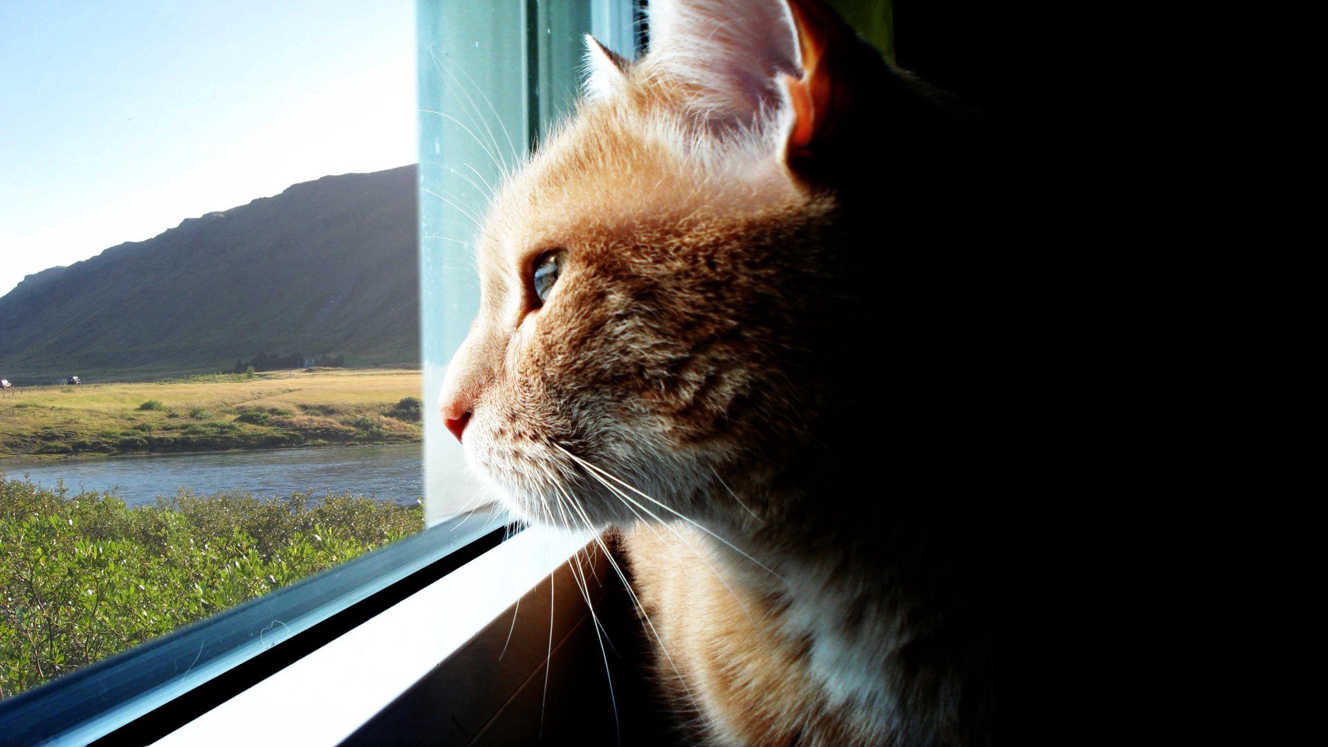 Laden Sie das Profil, Tiere, Der Kater, Fenster, Wolle, Katze-Bild kostenlos auf Ihren PC-Desktop herunter