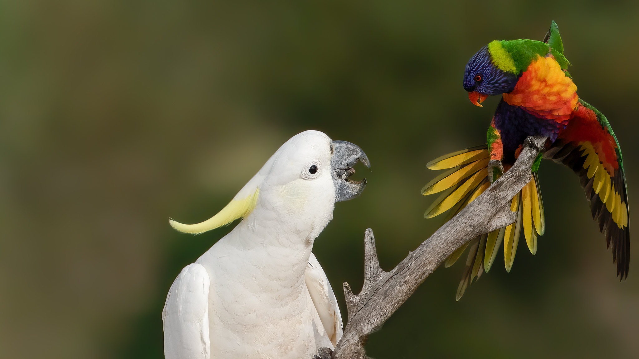 491939 скачать обои животные, попугай, птицы, многоцветный лорикет, большой желтохохлый какаду - заставки и картинки бесплатно