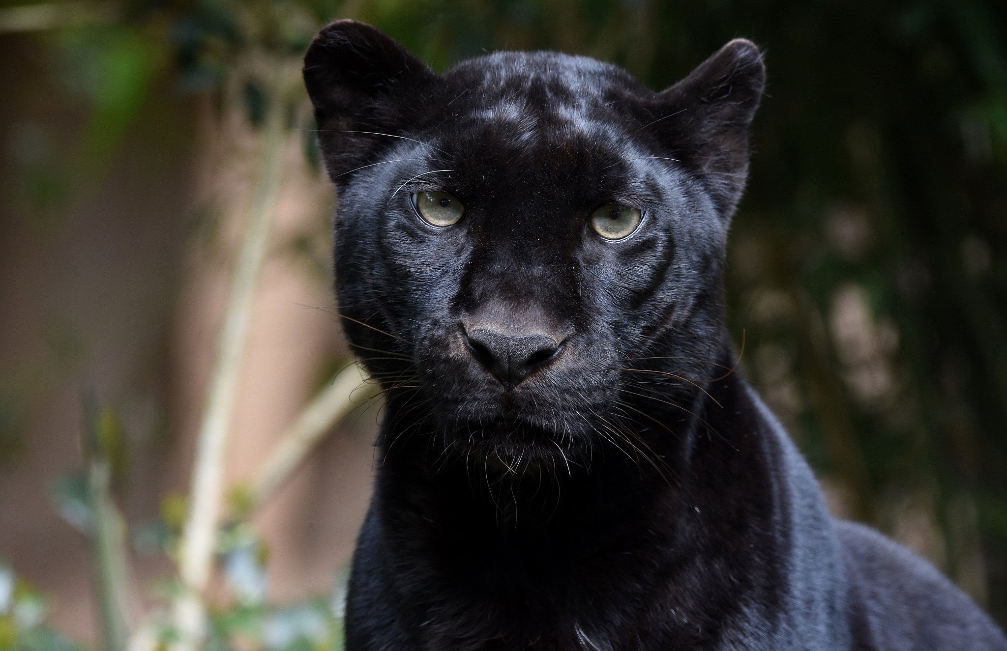 пума кошка фото черная