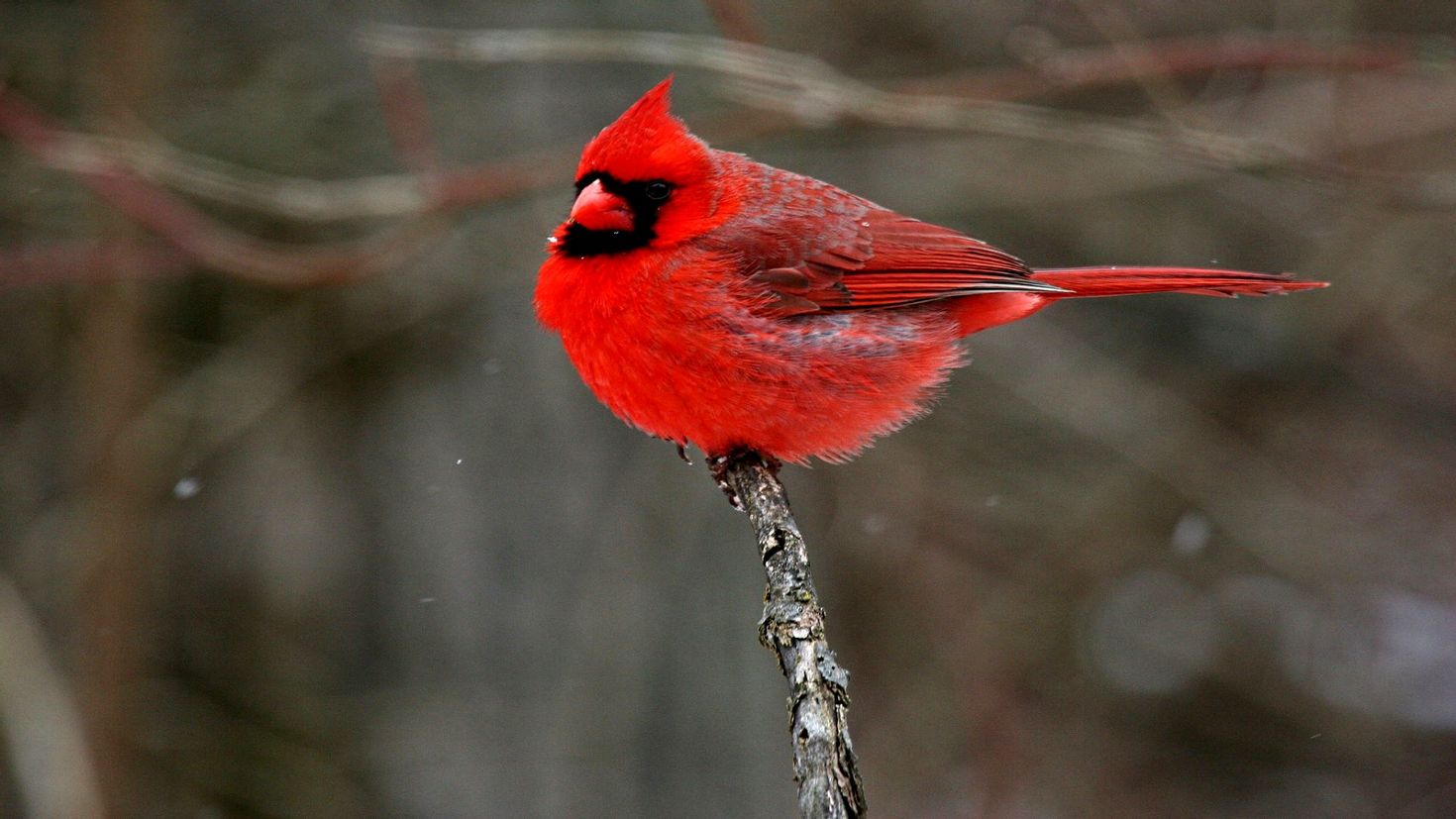 Красный Кардинал красный Кардинал птица