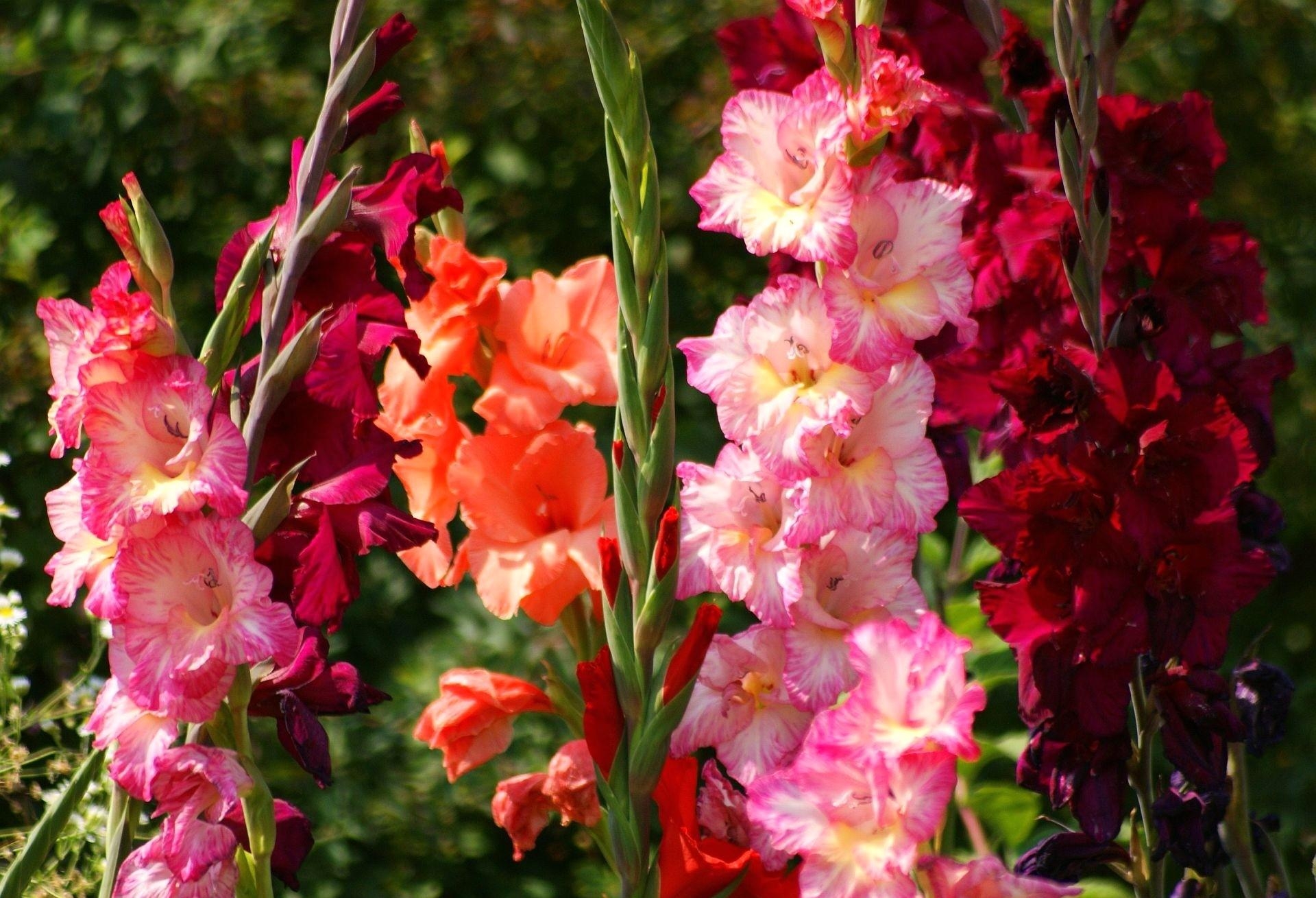 Download mobile wallpaper Gladiolus, Flowerbed, Flower Bed, Flowers, Light, Shine, Bright for free.