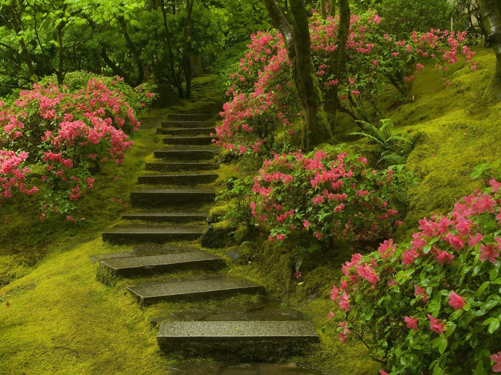Download mobile wallpaper Ladders, Landscape, Flowers, Plants for free.