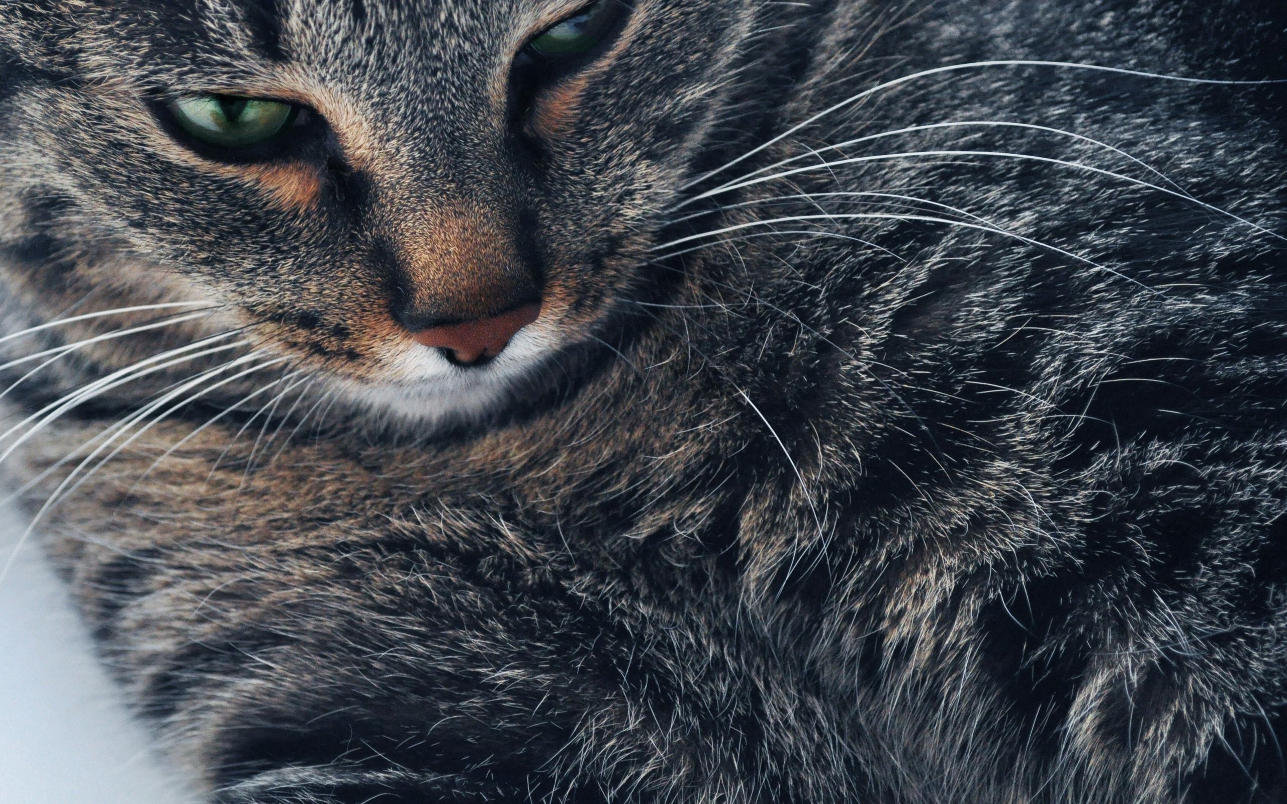 Download mobile wallpaper Animals, Muzzle, Close Up, Cat, Grey, Eyes for free.