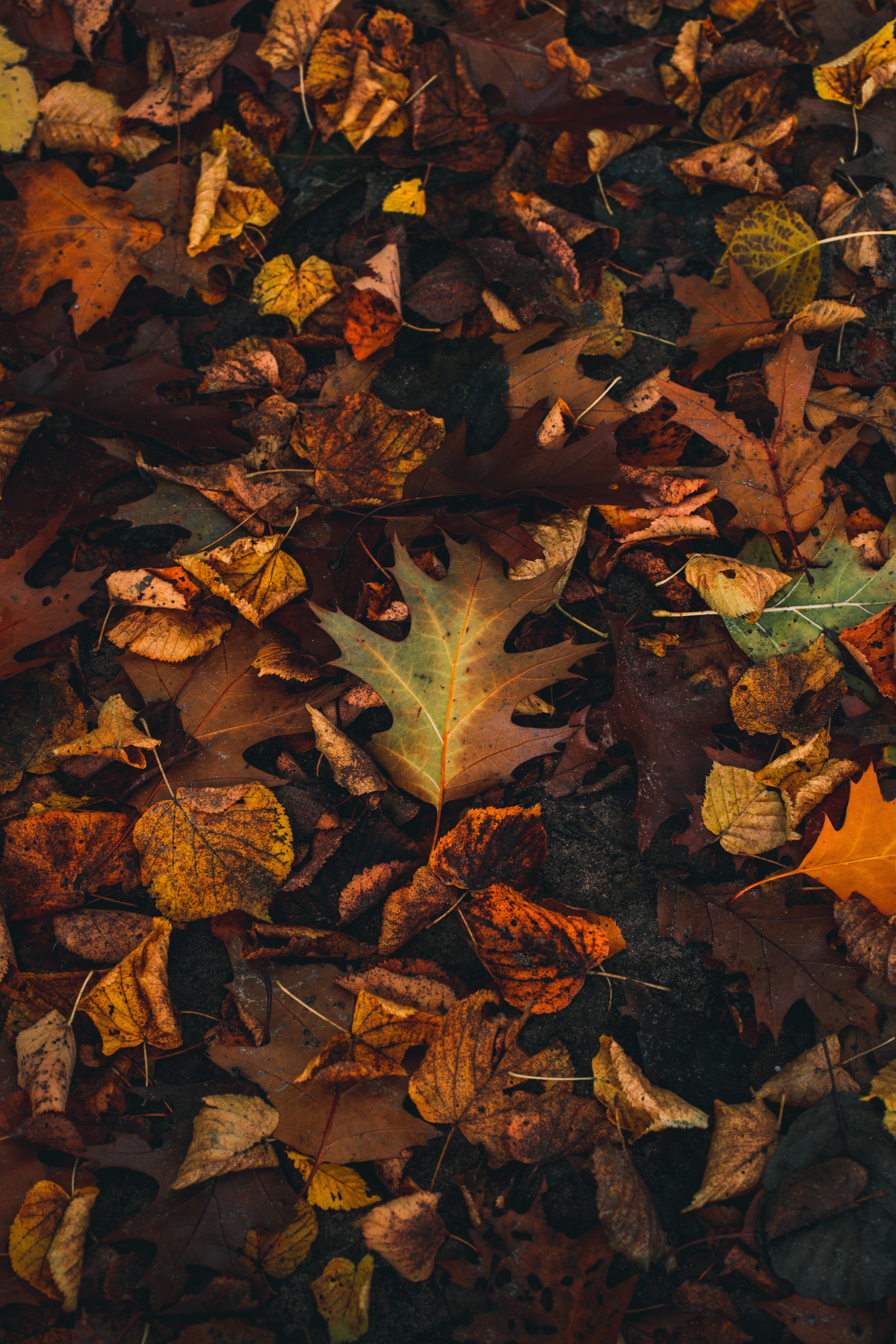 Скачать 938x1668 кленовый лист, листья, опавшая листва, осень, макро обои, картинки iPhone 8/7/6s/6 для parallax