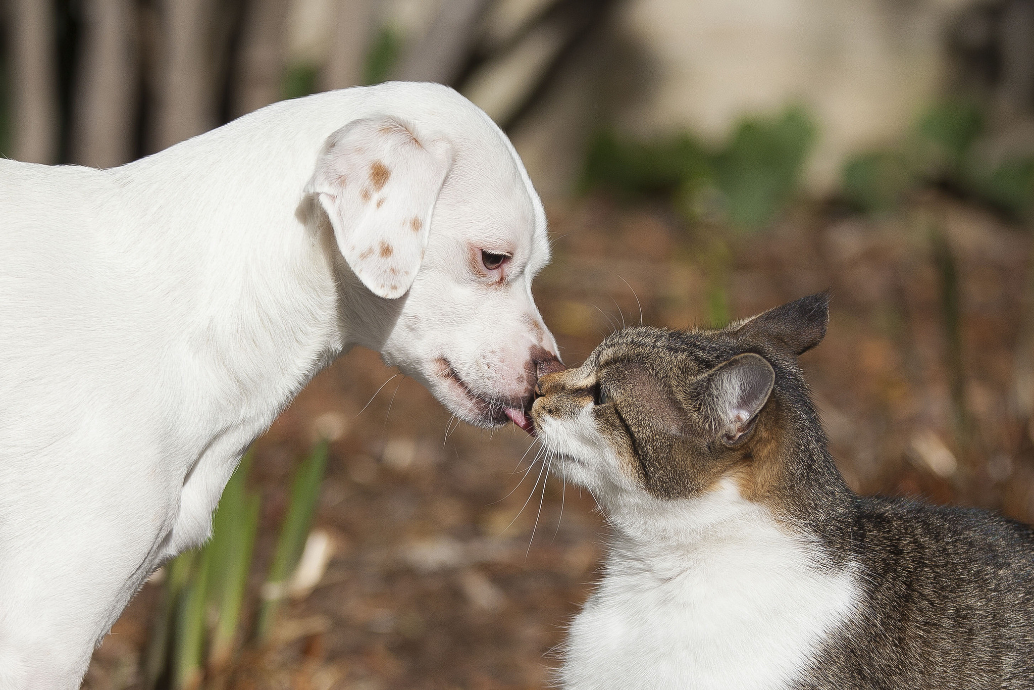 Cat in a dogs world. Кошки и собаки. Животные дружат. Собака целует. Дружба животных.