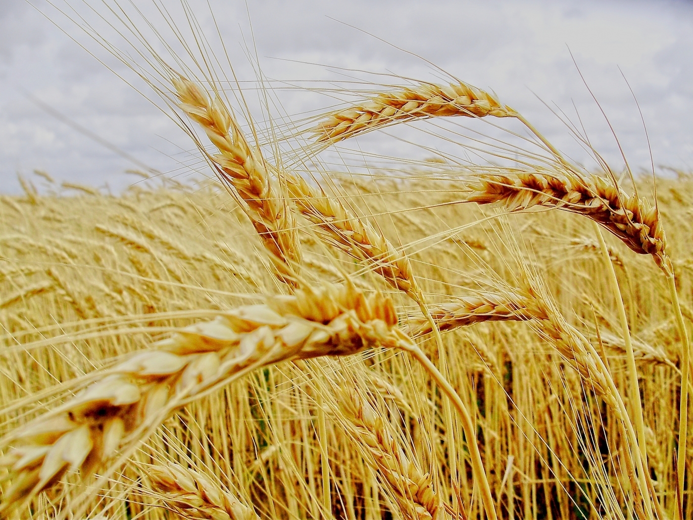 wheat, plants, yellow High Definition image