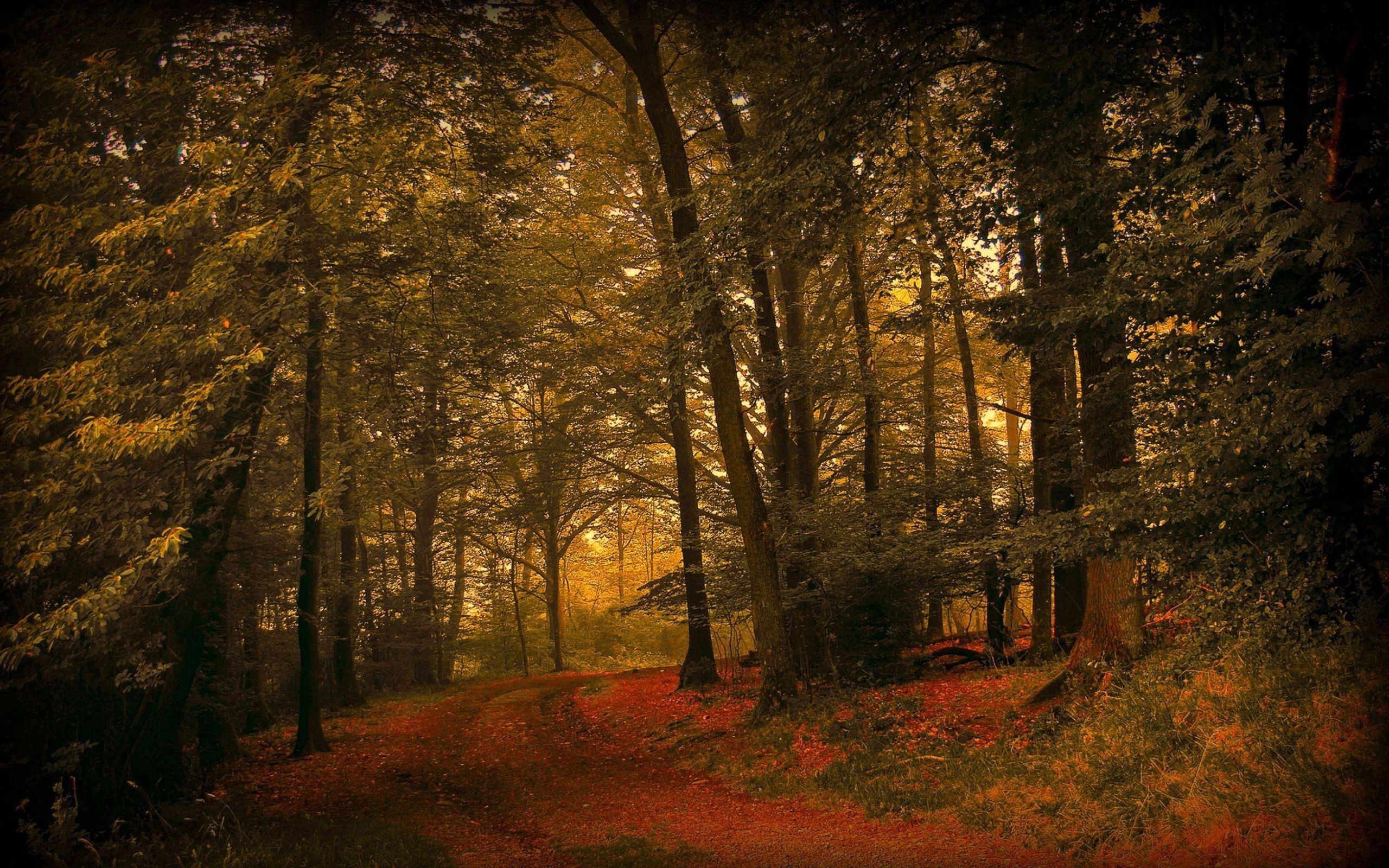 Handy-Wallpaper Wald, Grass, Natur, Blätter, Herbst kostenlos herunterladen.