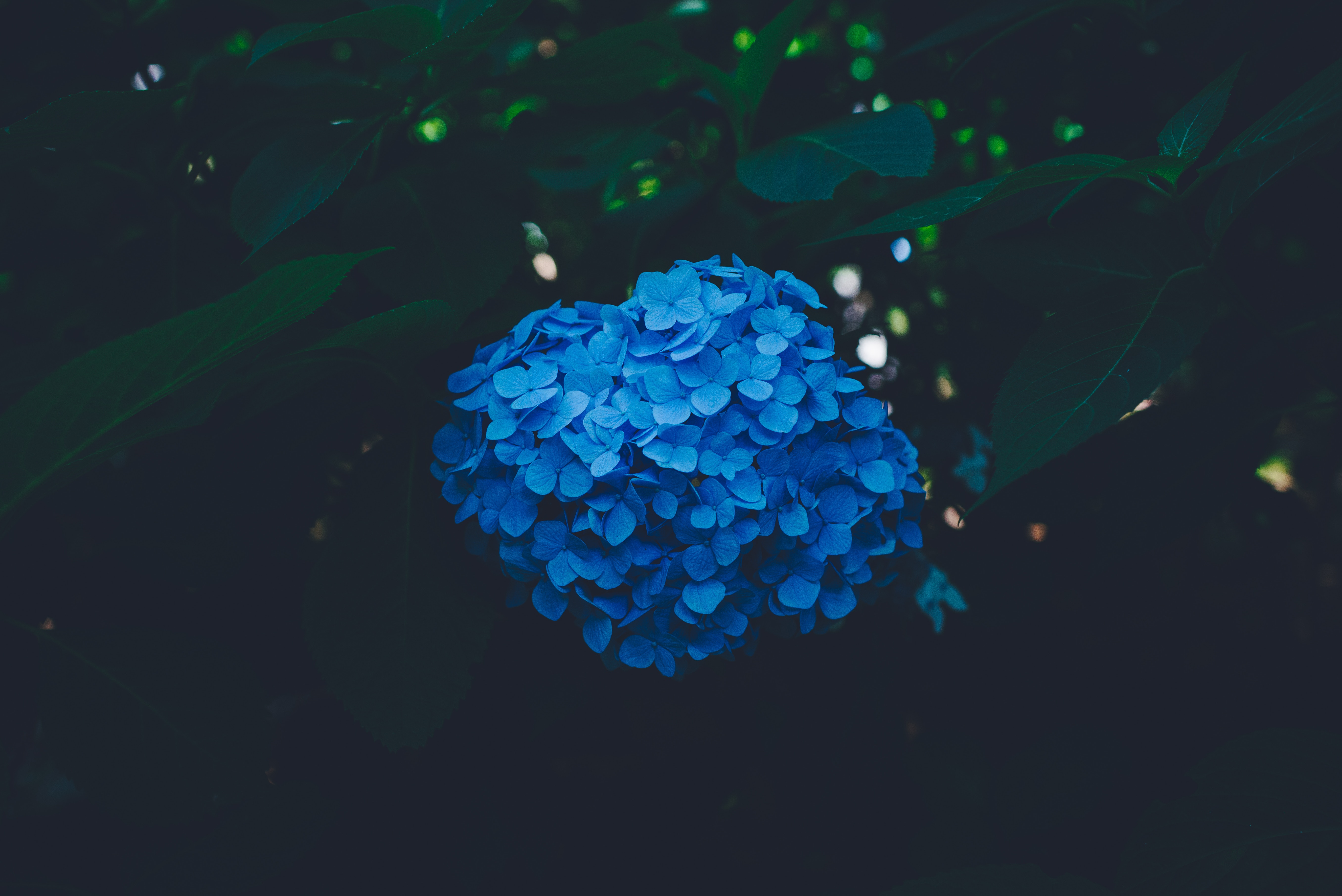 inflorescences, bush, blue, dark, hydrangea, inflorescence Free Stock Photo