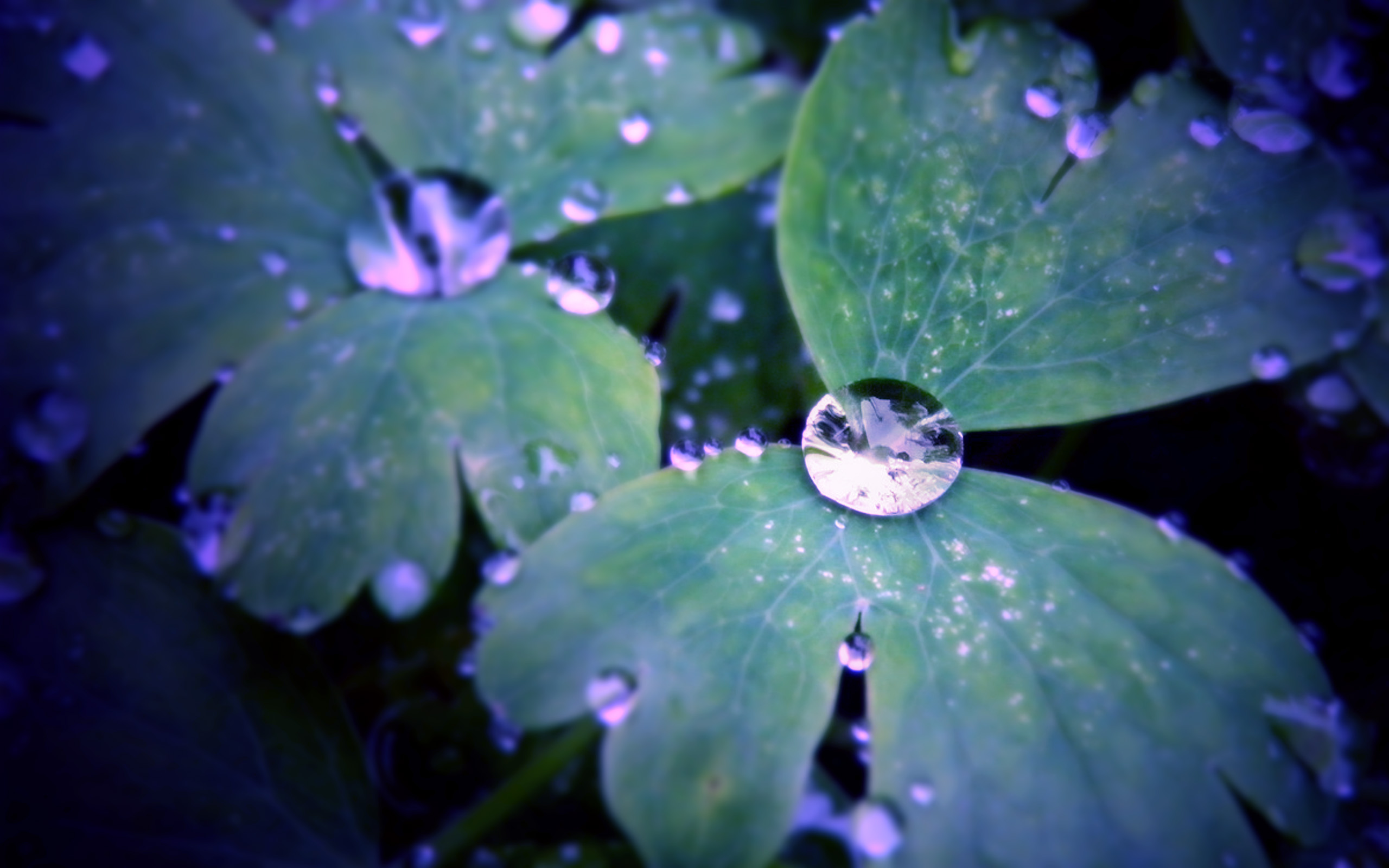 Капли земли. Капля воды в природе фото. Капли почва. A Drop HD.