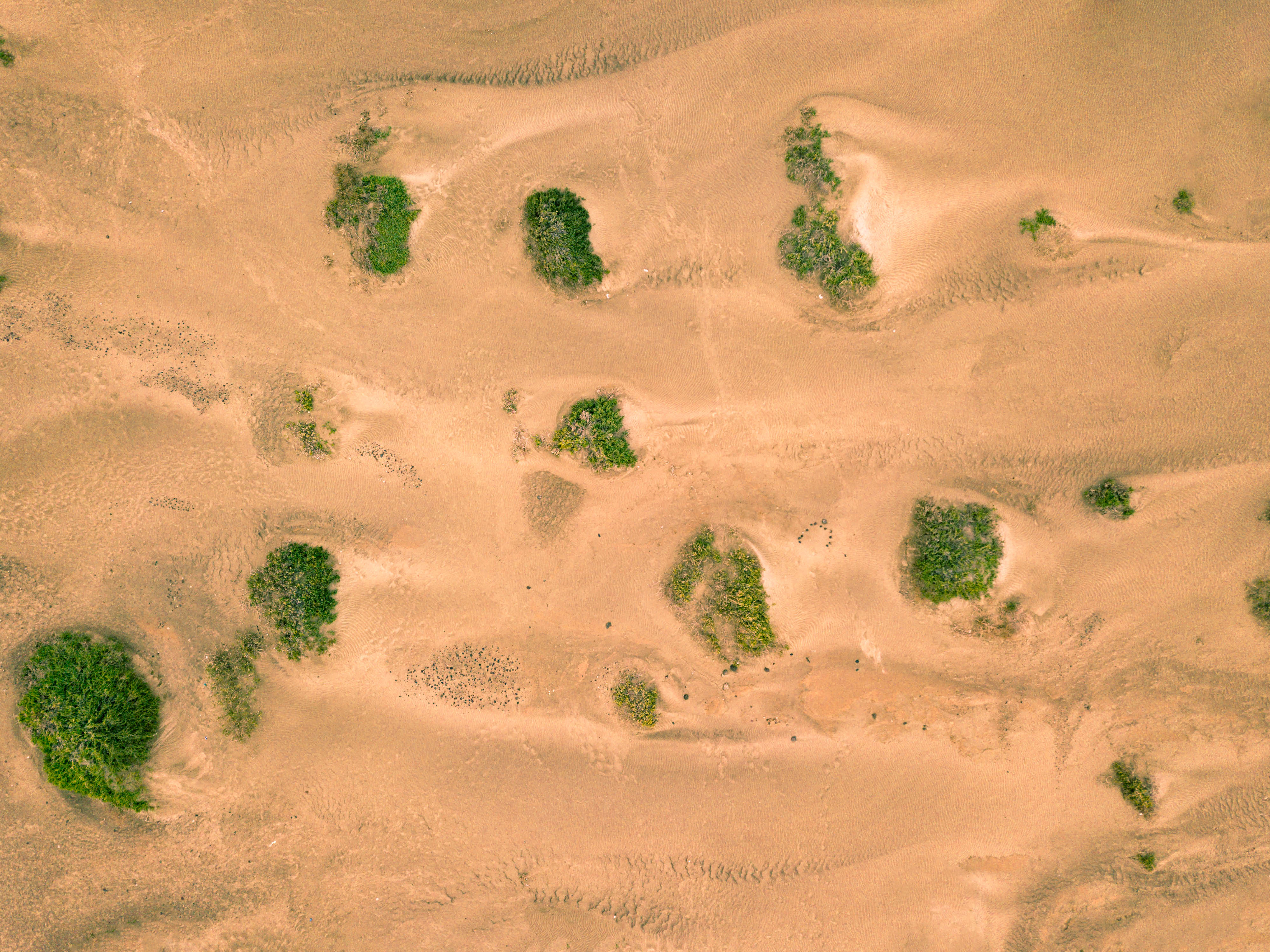 dunes, nature, sand, desert, vegetation, links