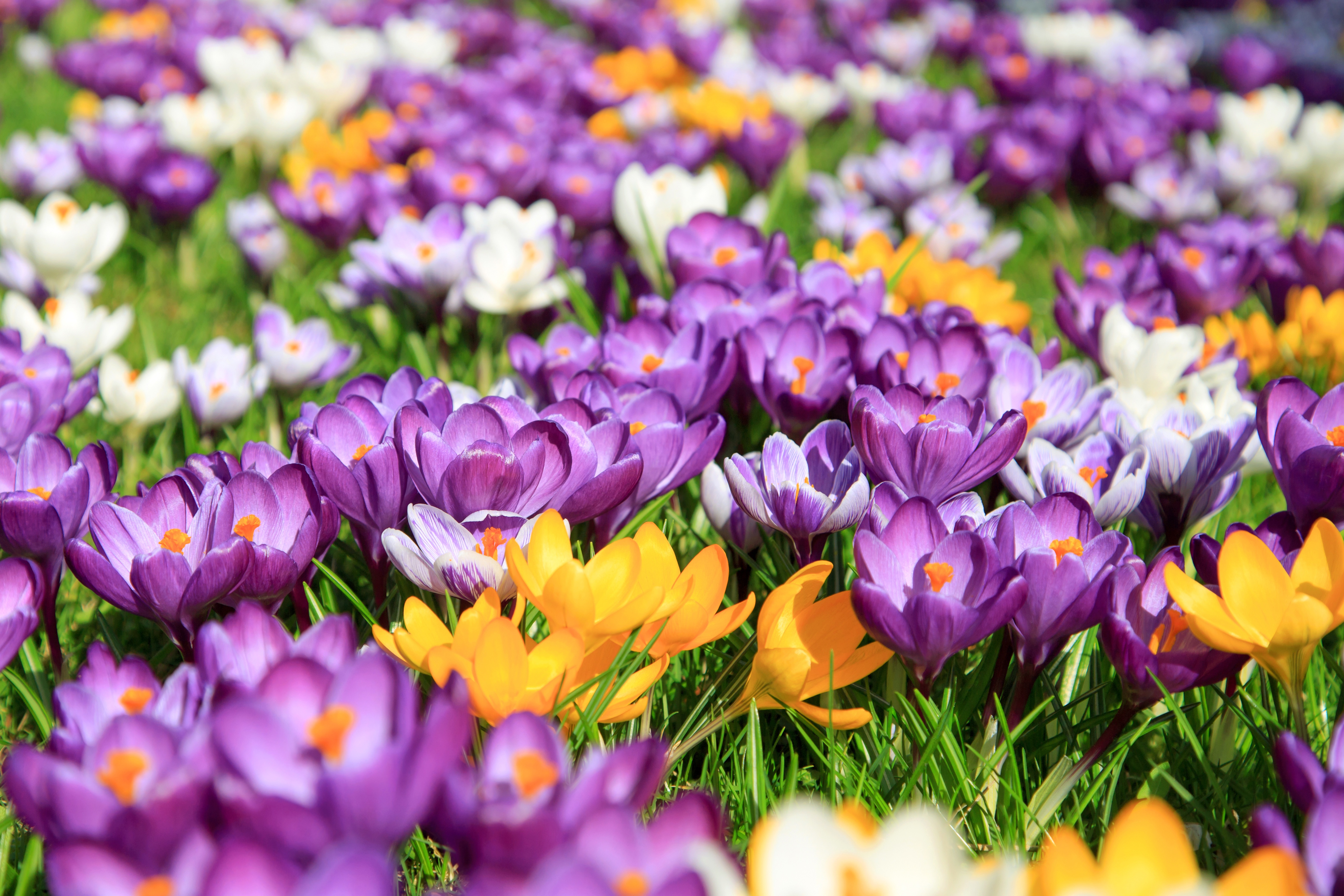 С весенними праздниками картинки красивые. Крокус весенний желтый. Крокус Баррз Пурпл. Крокус весенний фиолетовый. Весенние цветы крокусы.