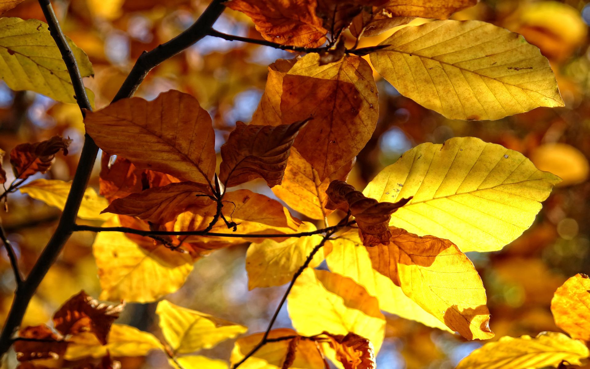Осенние листья деревьев