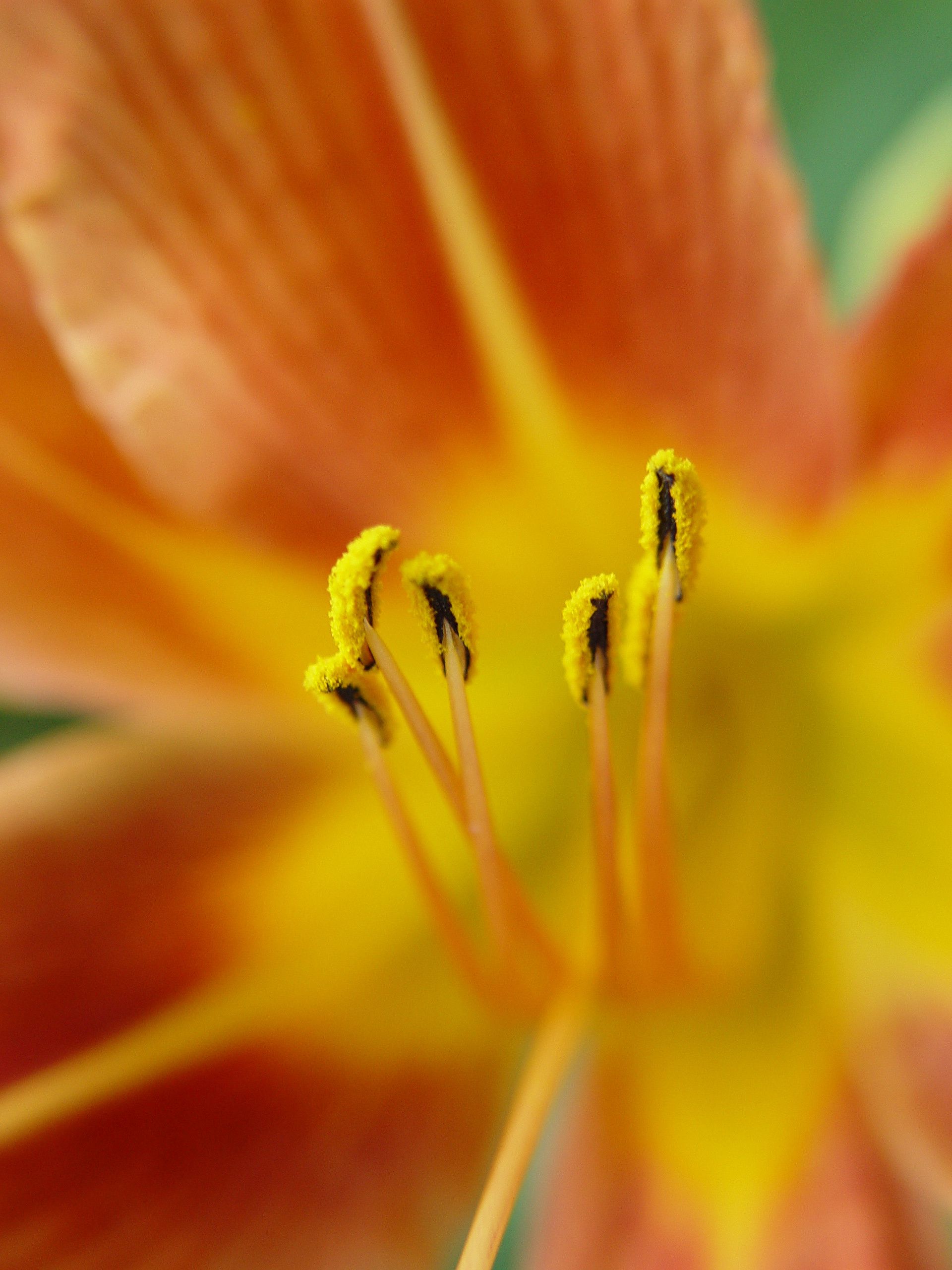 144421 descargar imagen flor, macro, pétalos, polen: fondos de pantalla y protectores de pantalla gratis