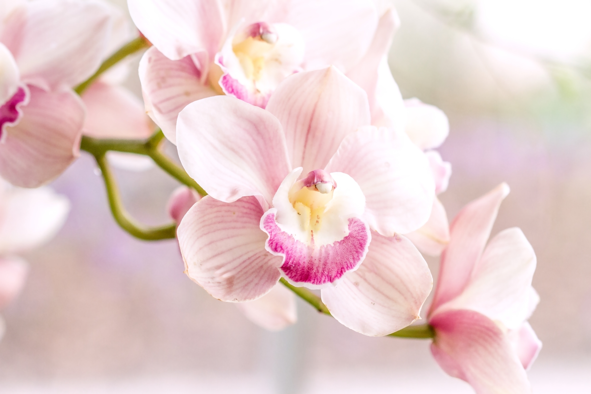 Орхидея Монпелье