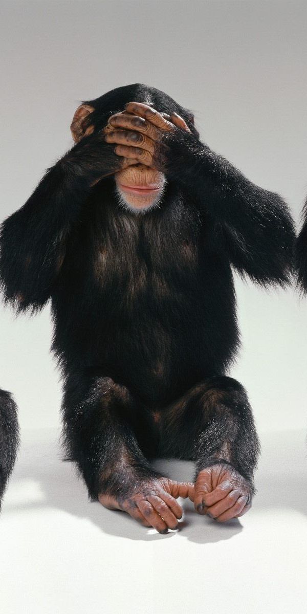 Шимпанзе конечности. Лапа обезьяны. Лапа шимпанзе.