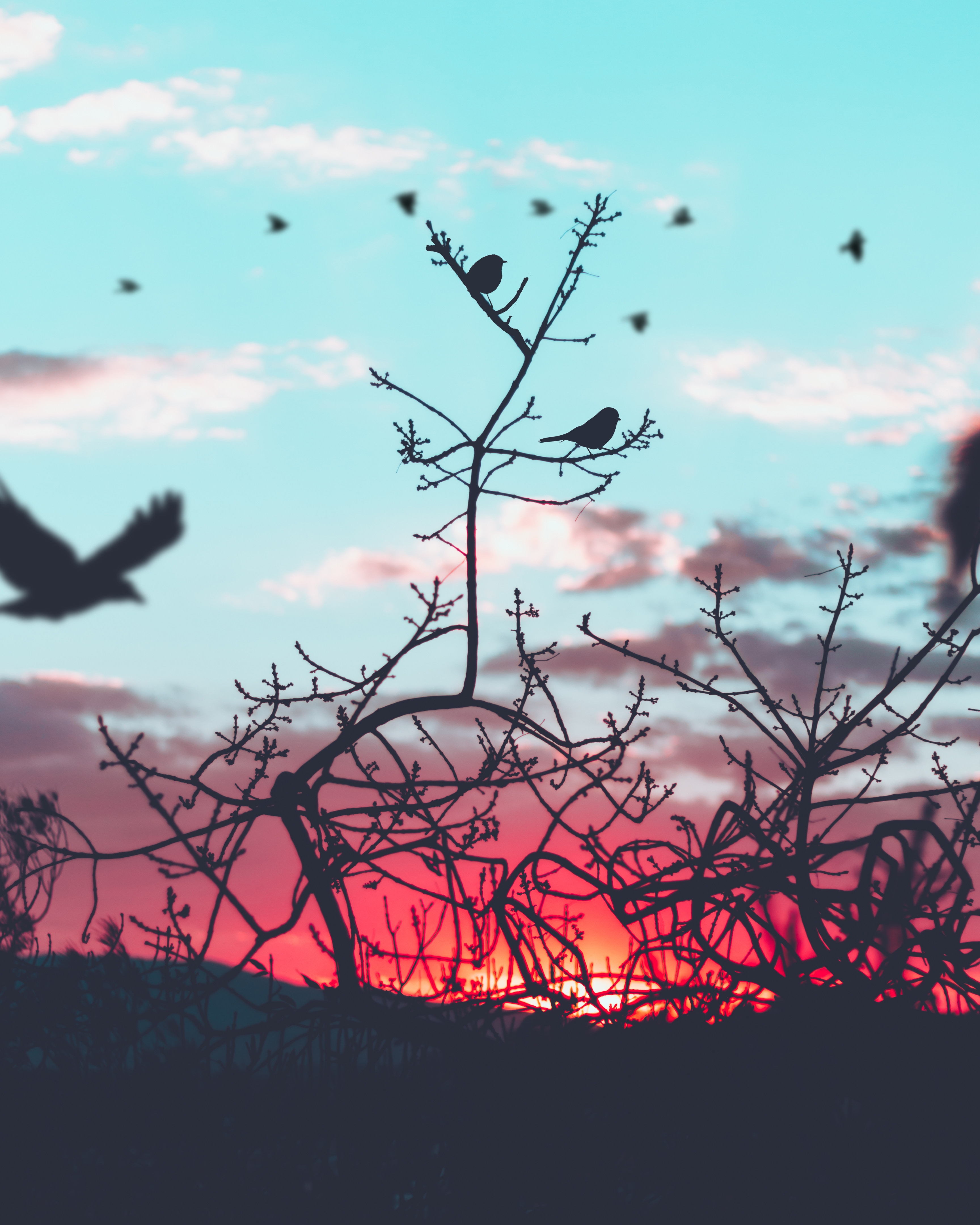 Laden Sie das Silhouette, Geäst, Zweige, Natur, Sky, Vögel-Bild kostenlos auf Ihren PC-Desktop herunter