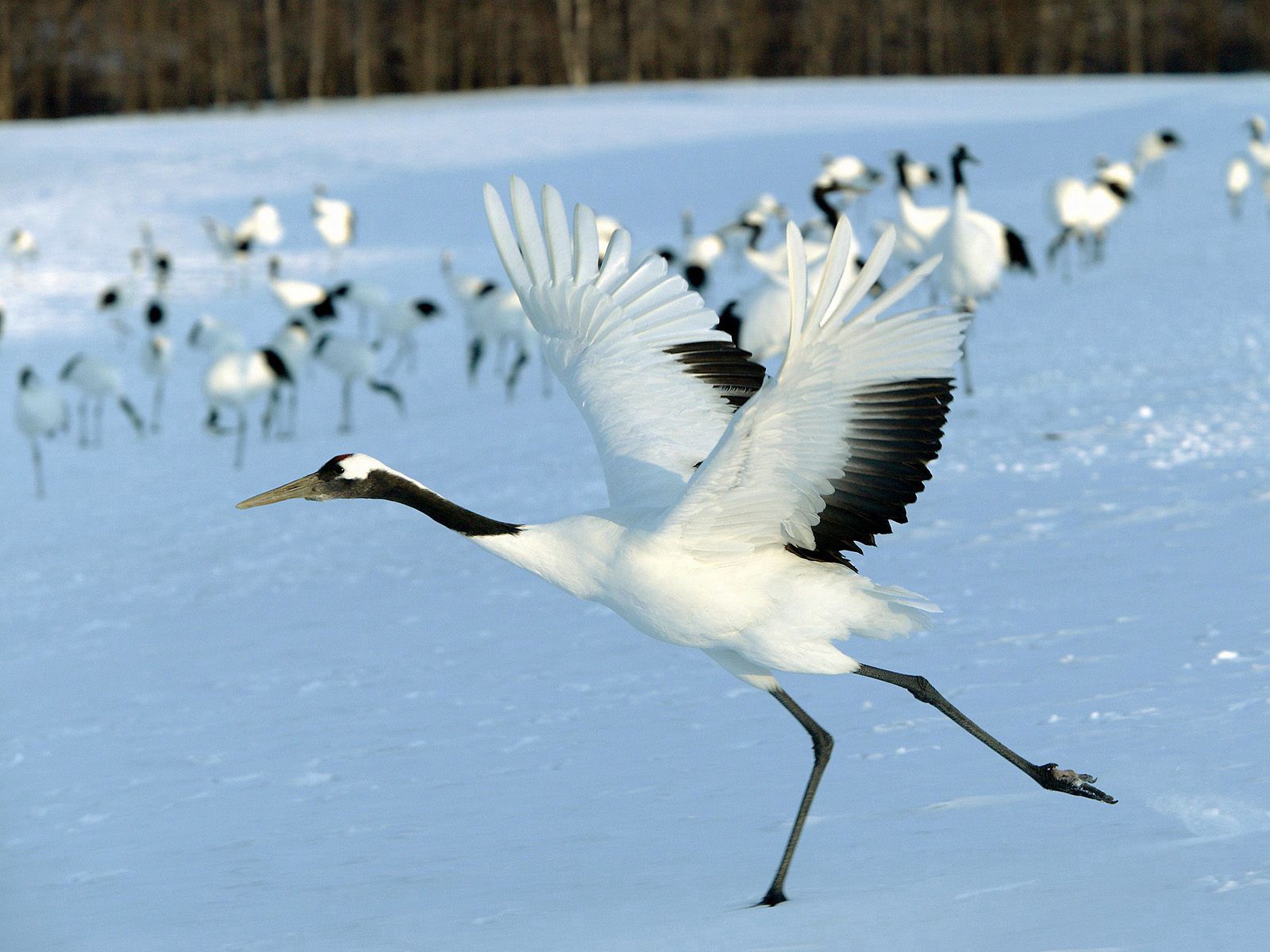 animals, snow, bird, flight, flock, stork Full HD