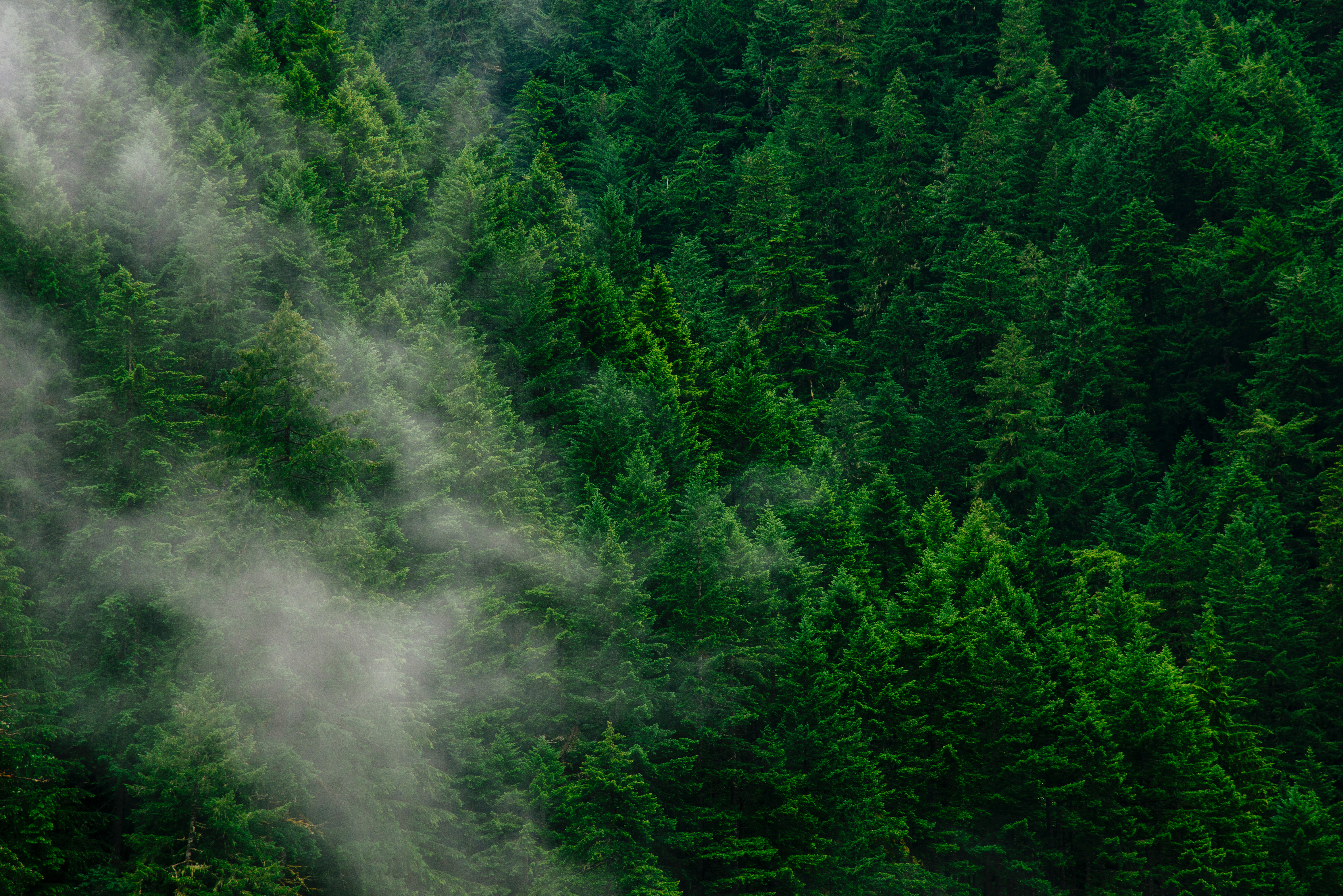 forest, view from above, trees, nature, fog UHD