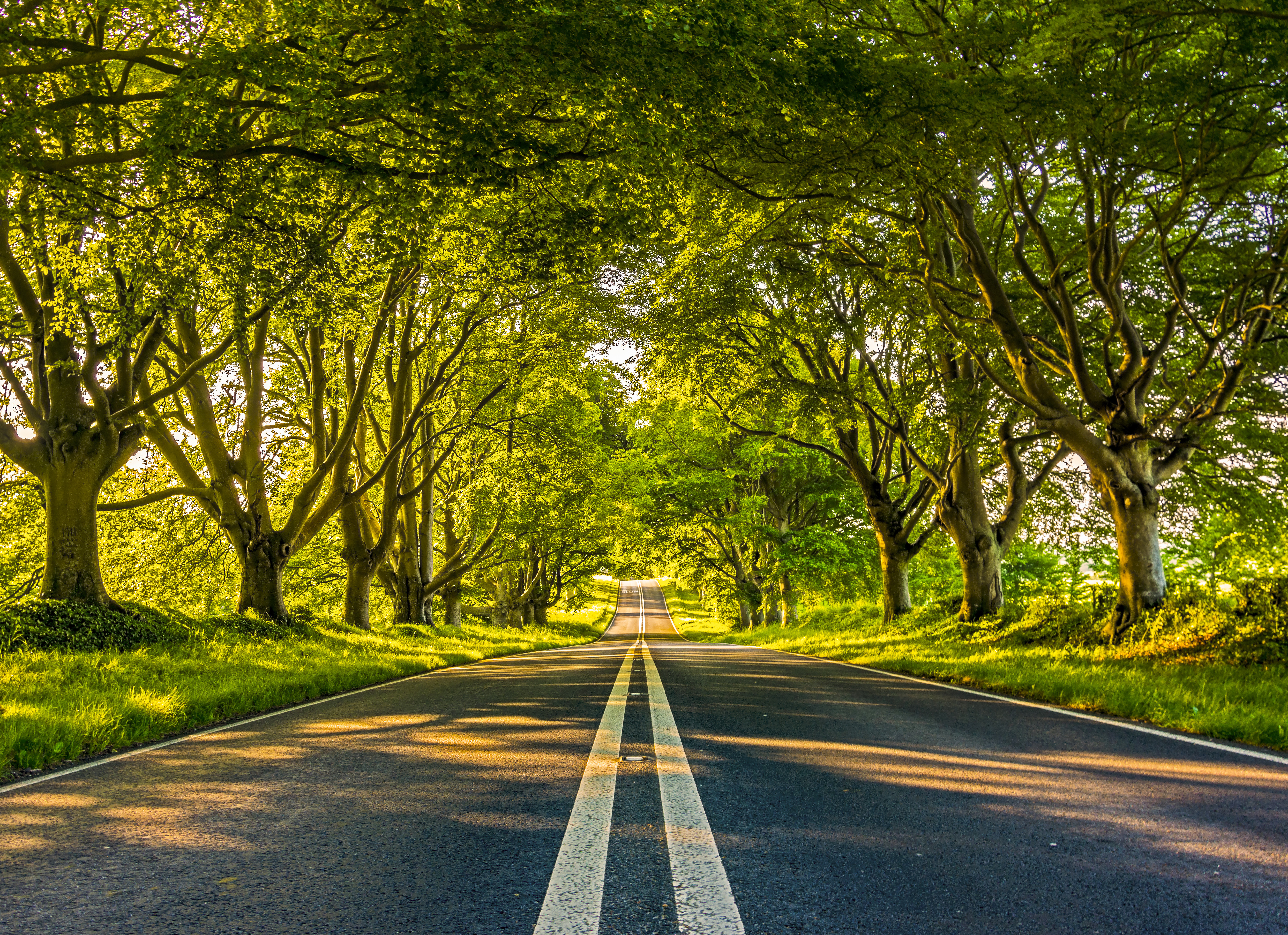 road, markup, trees, nature, alley, dahl, distance Full HD