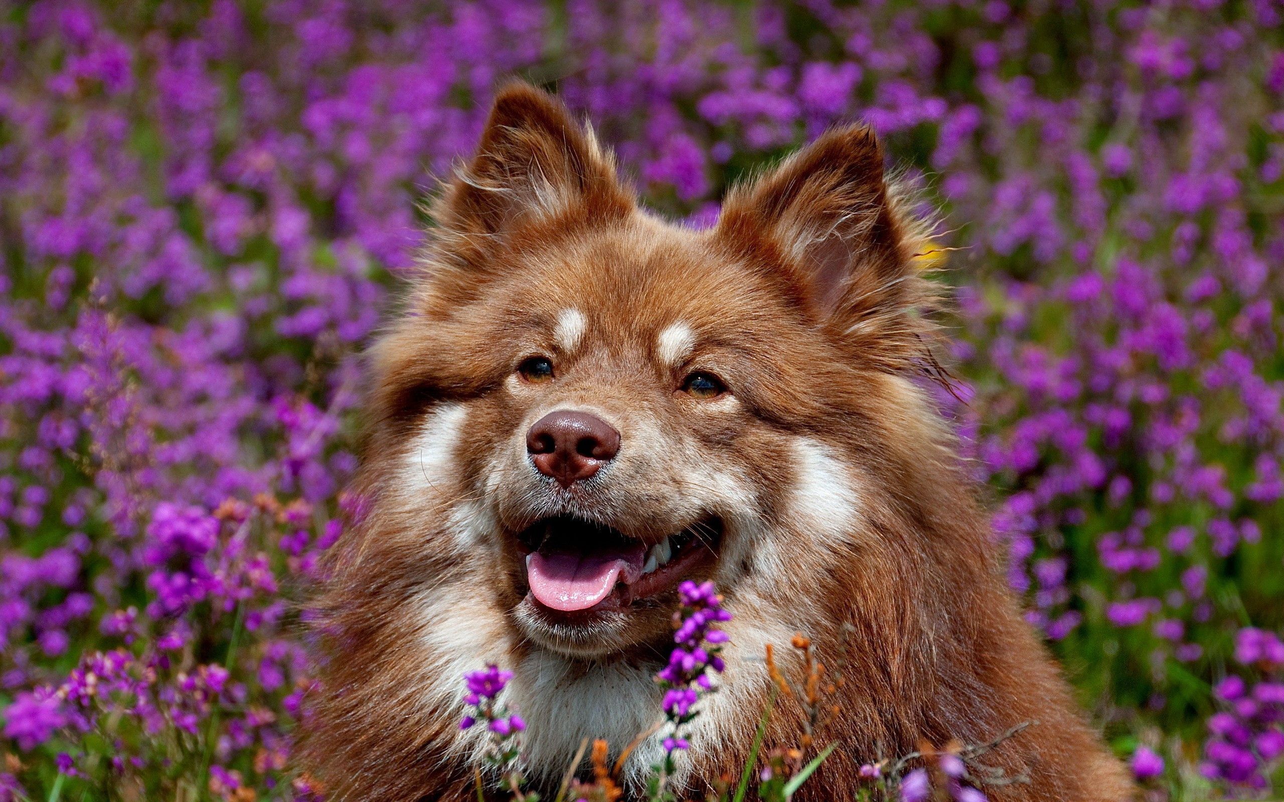 animals, flowers, dog, muzzle, ears, expectation, waiting lock screen backgrounds