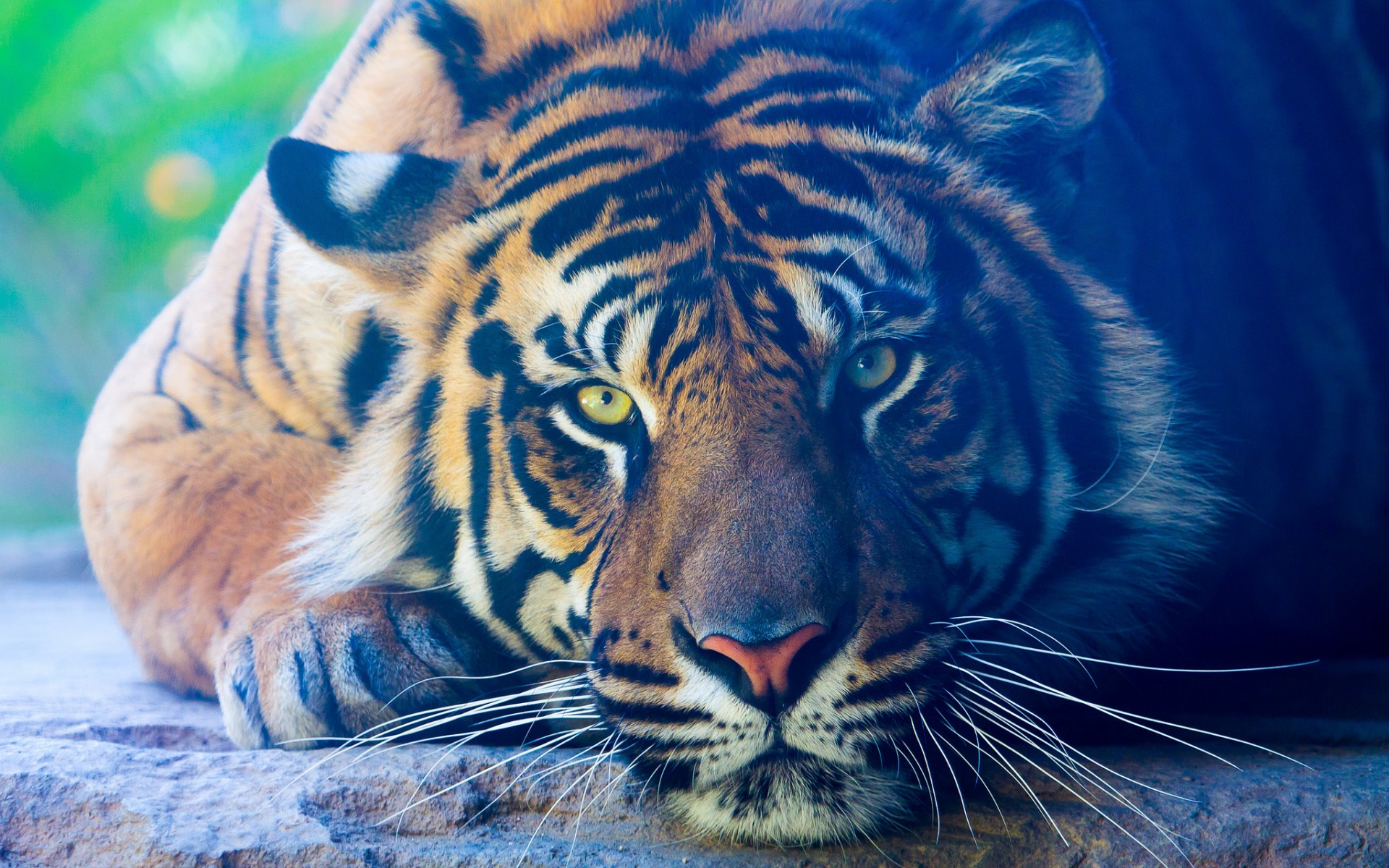 374009 télécharger l'image tigre, animaux, fermer, chats - fonds d'écran et économiseurs d'écran gratuits