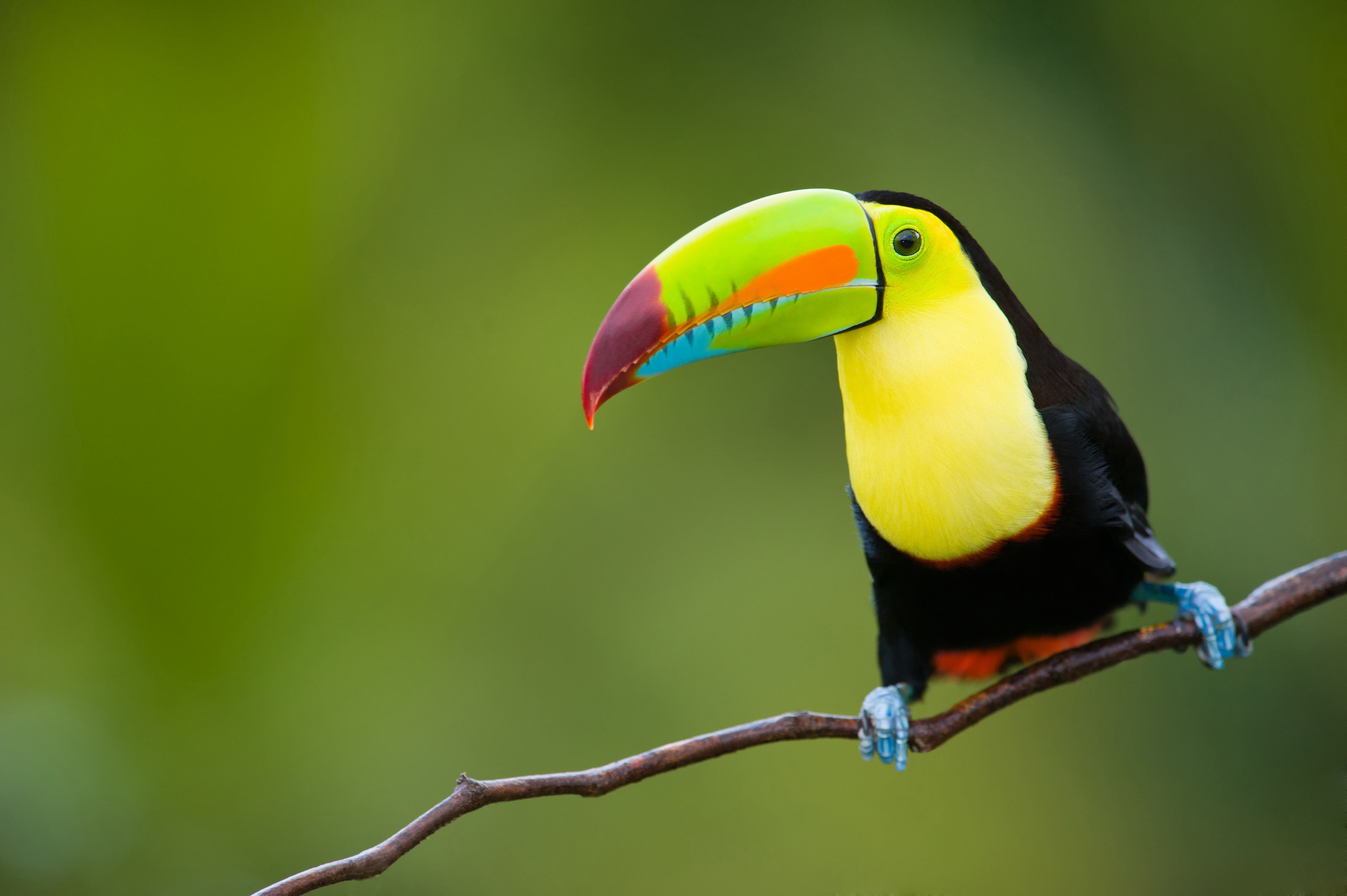 391403 下載圖片 动物, 巨嘴鸟, 鸟, 树枝, 丰富多彩的, 色彩, 鸟类 - 免費壁紙和屏保