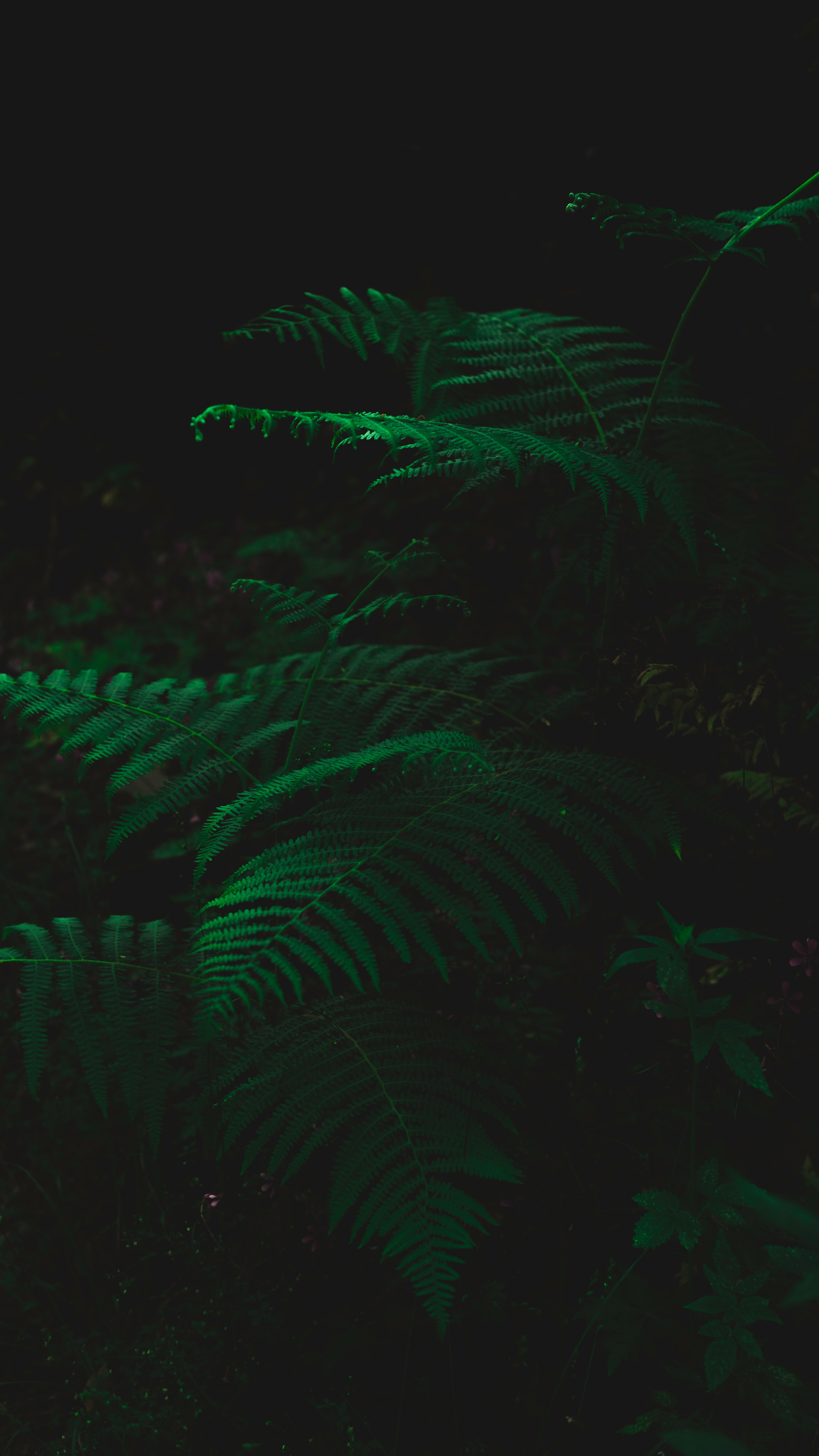 fern, leaves, dark, green, plant QHD