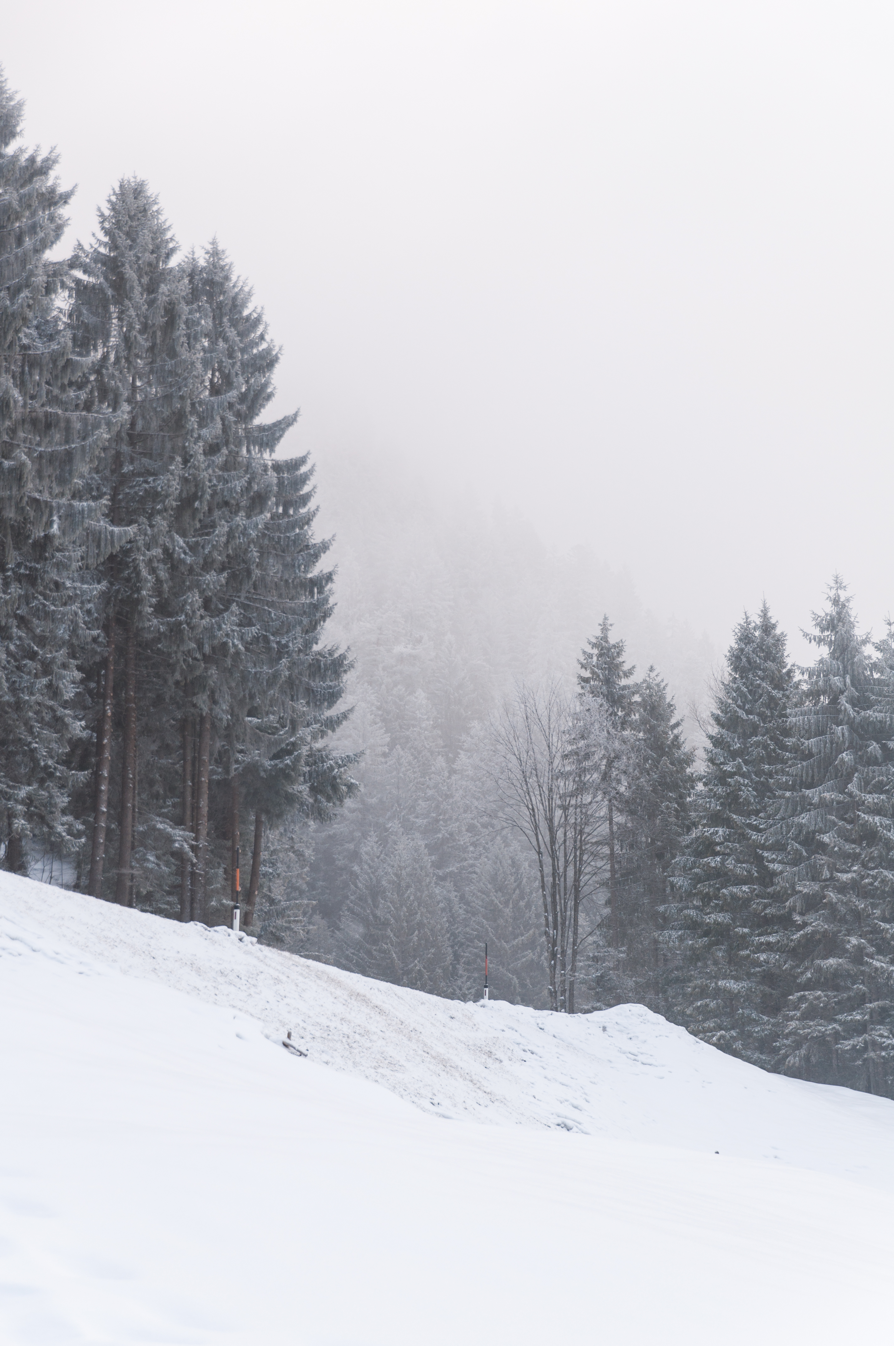 116309 descargar fondo de pantalla invierno, naturaleza, árboles, nieve, pendiente, cuesta, nevada, nevasca: protectores de pantalla e imágenes gratis