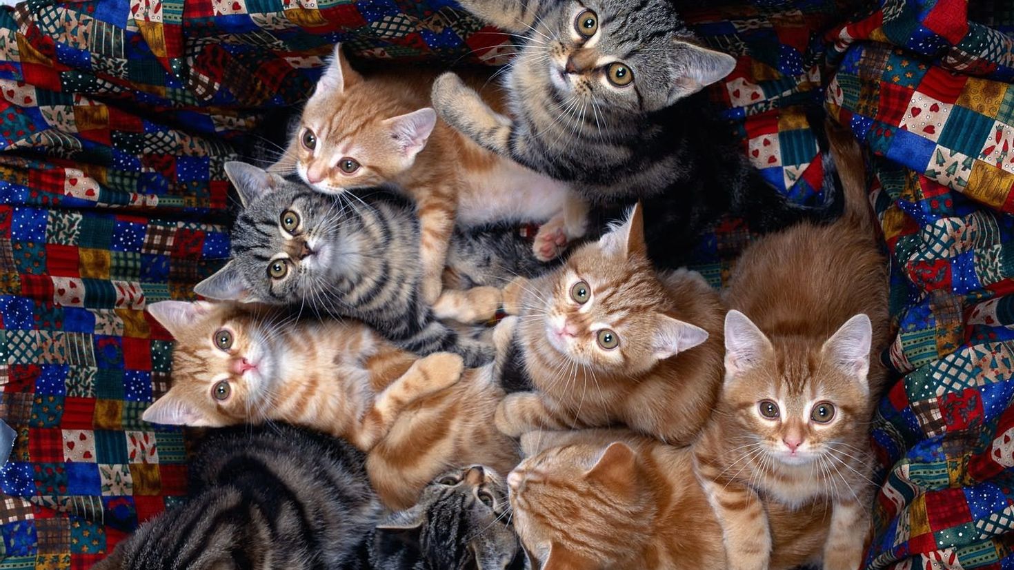 Кошка и 10 котят. Много кошек. Много котов. Много котят. Очень много котят.