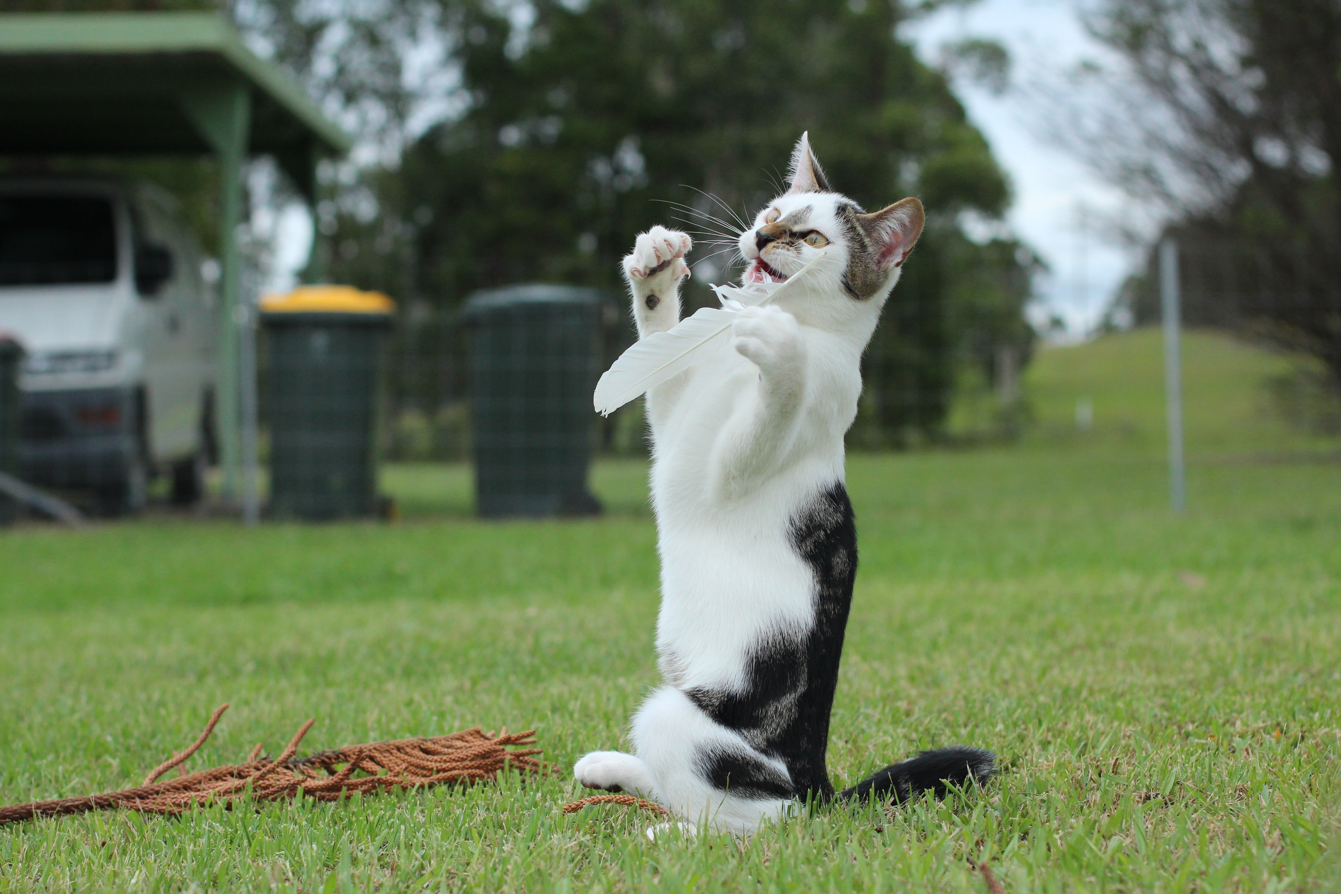 Котик на задних лапках. Кошка с поднятой лапой. Кошка на лужайке. Коты на газонах.