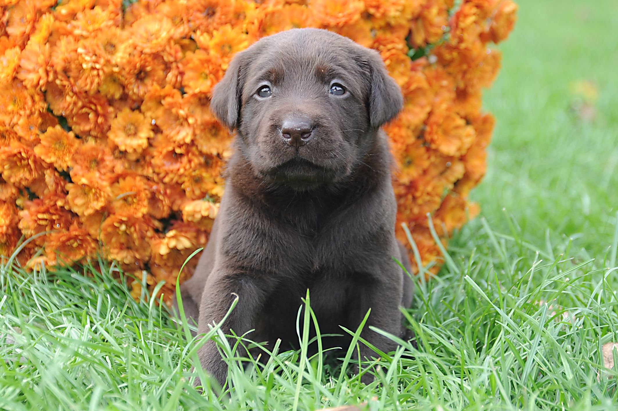 Download mobile wallpaper Muzzle, Animals, Grass, Puppy, Flowers for free.