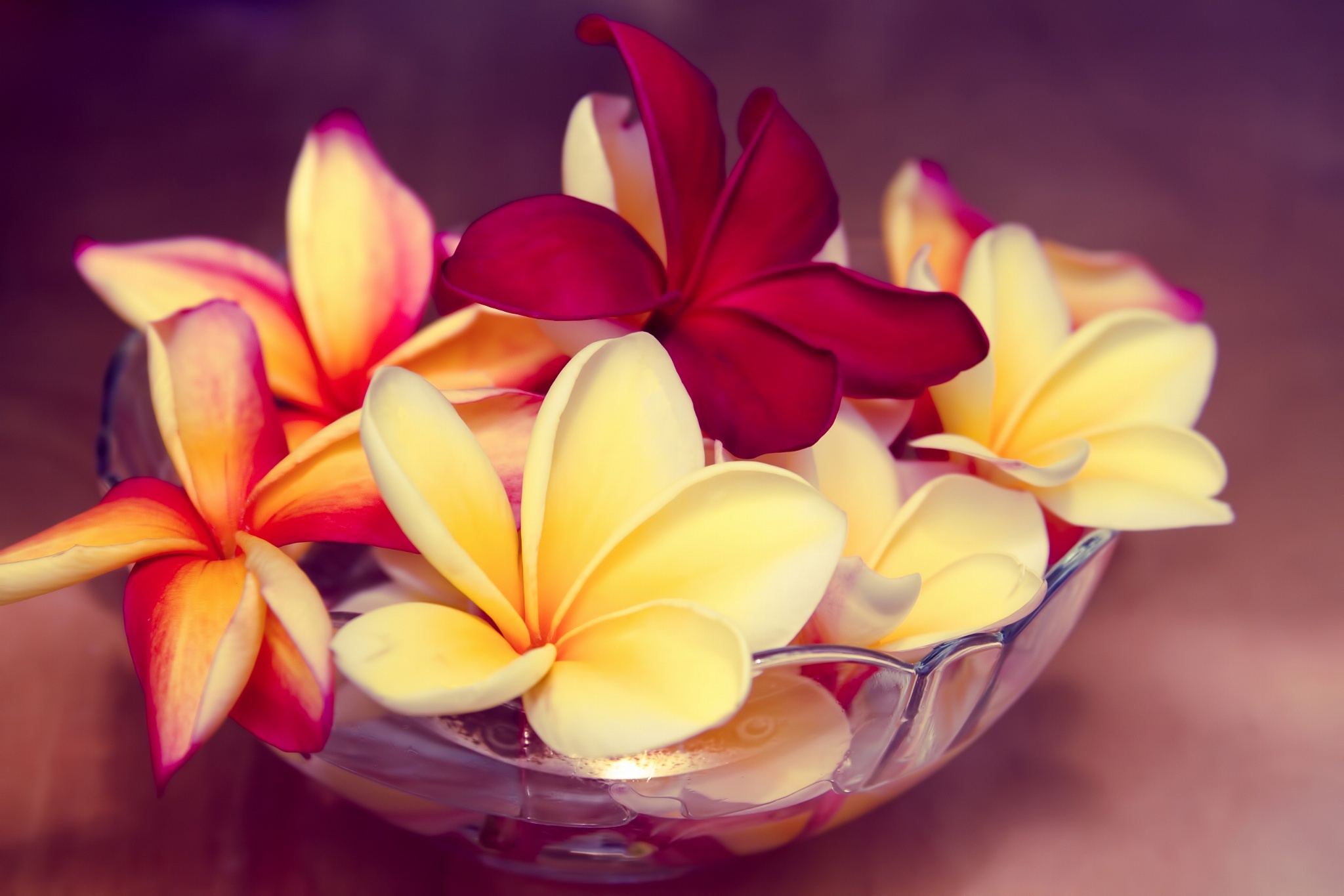 frangipani, plumeria, photography, still life, bowl, flower, red flower, yellow flower