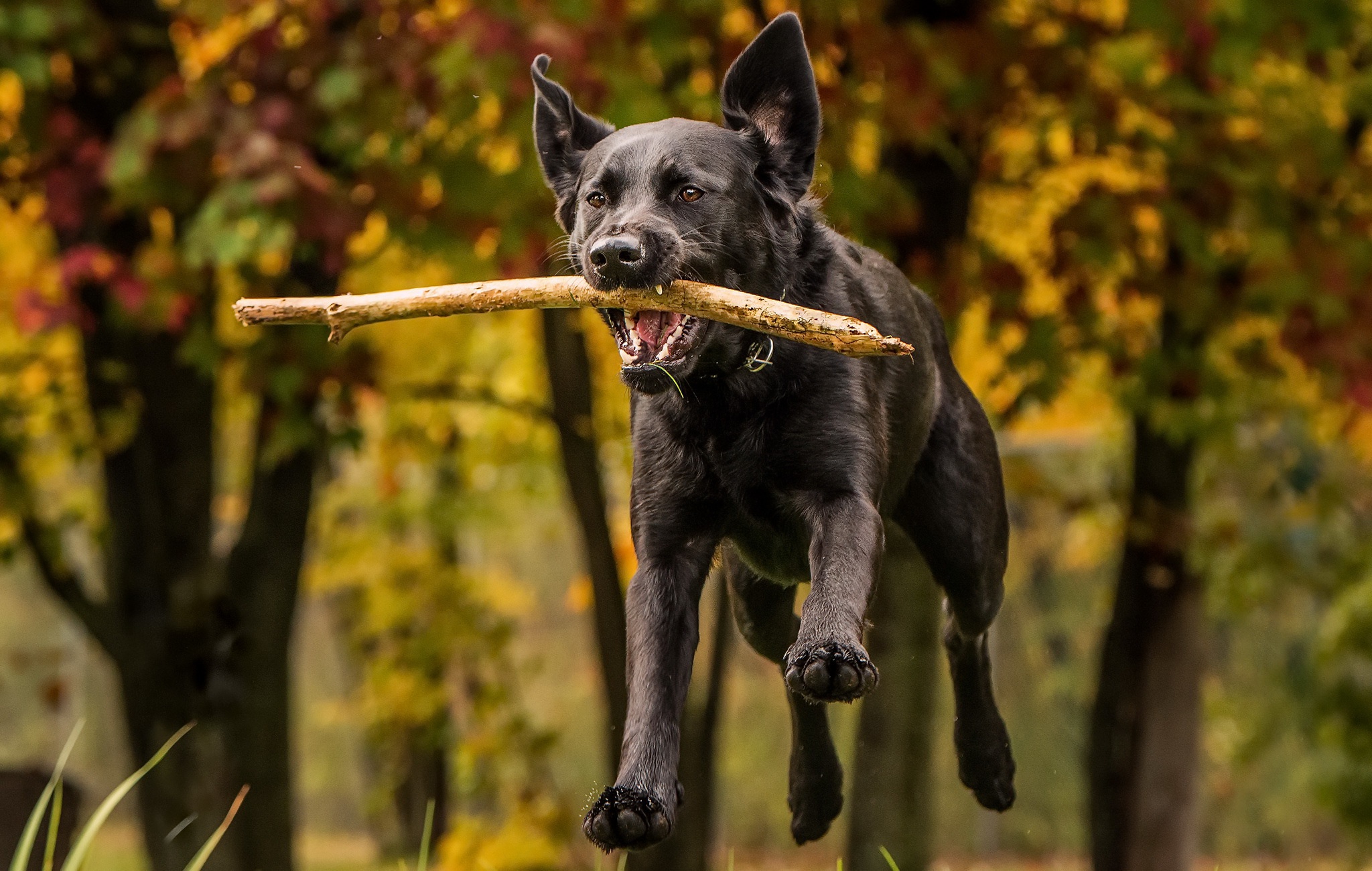 Each dog. Собака с палкой в зубах. Пес с палкой. Щенок с палкой. Собака несет палку.