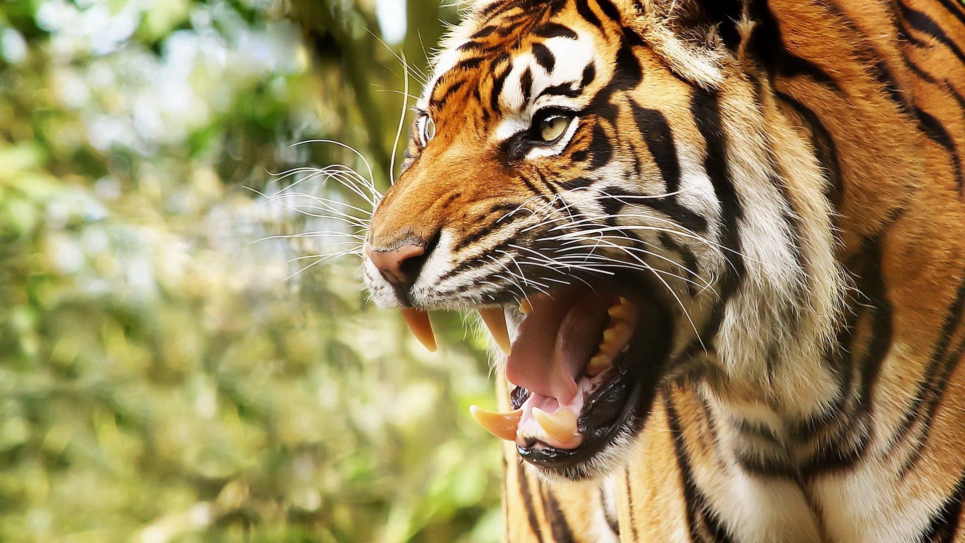 Download mobile wallpaper Muzzle, Animals, Anger, Big Cat, Grin, Tiger for free.