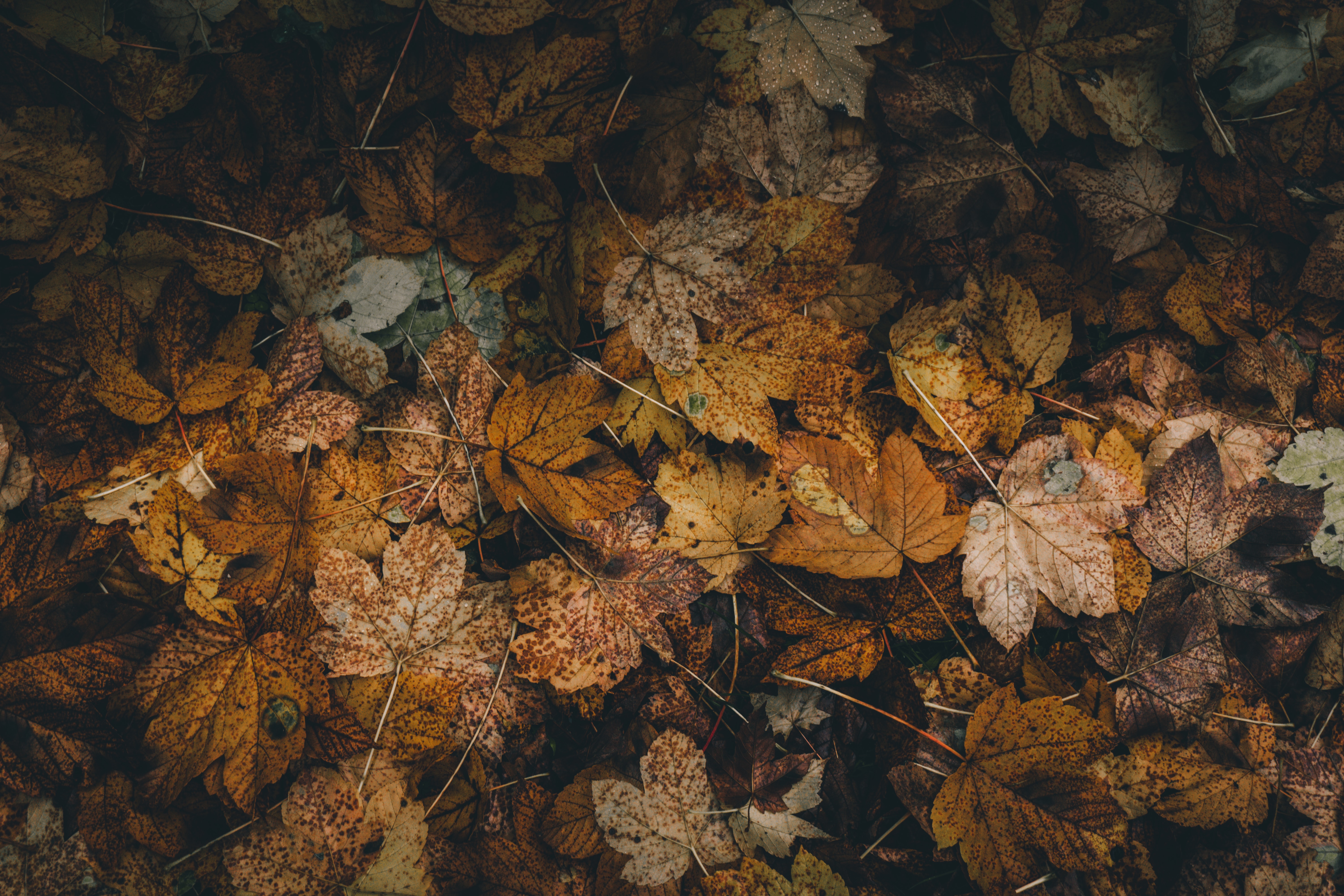 foliage, autumn, leaves, nature, dry, fallen 32K