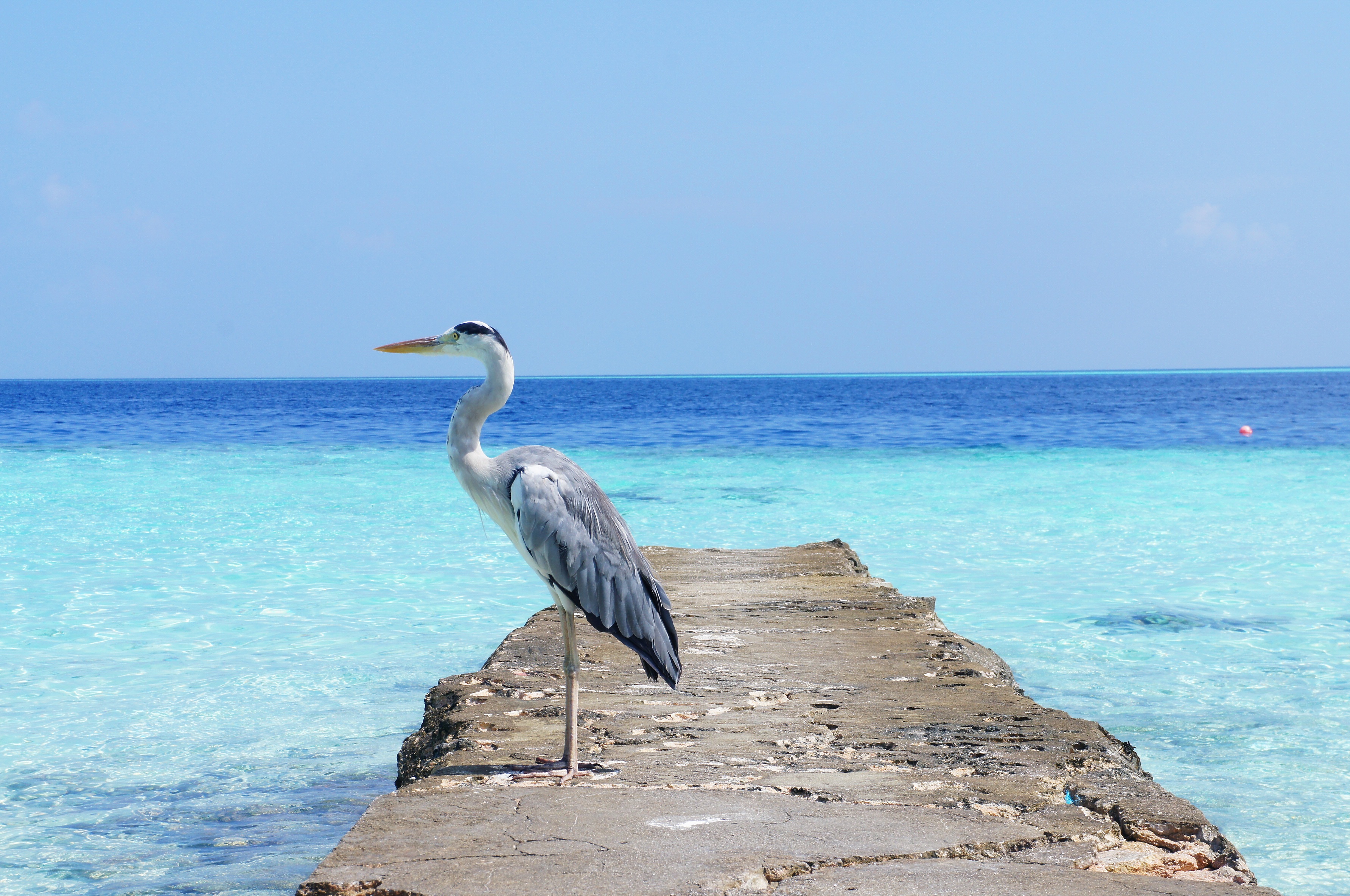 Free download wallpaper Birds, Water, Heron, Horizon, Pier, Bird, Ocean, Animal on your PC desktop